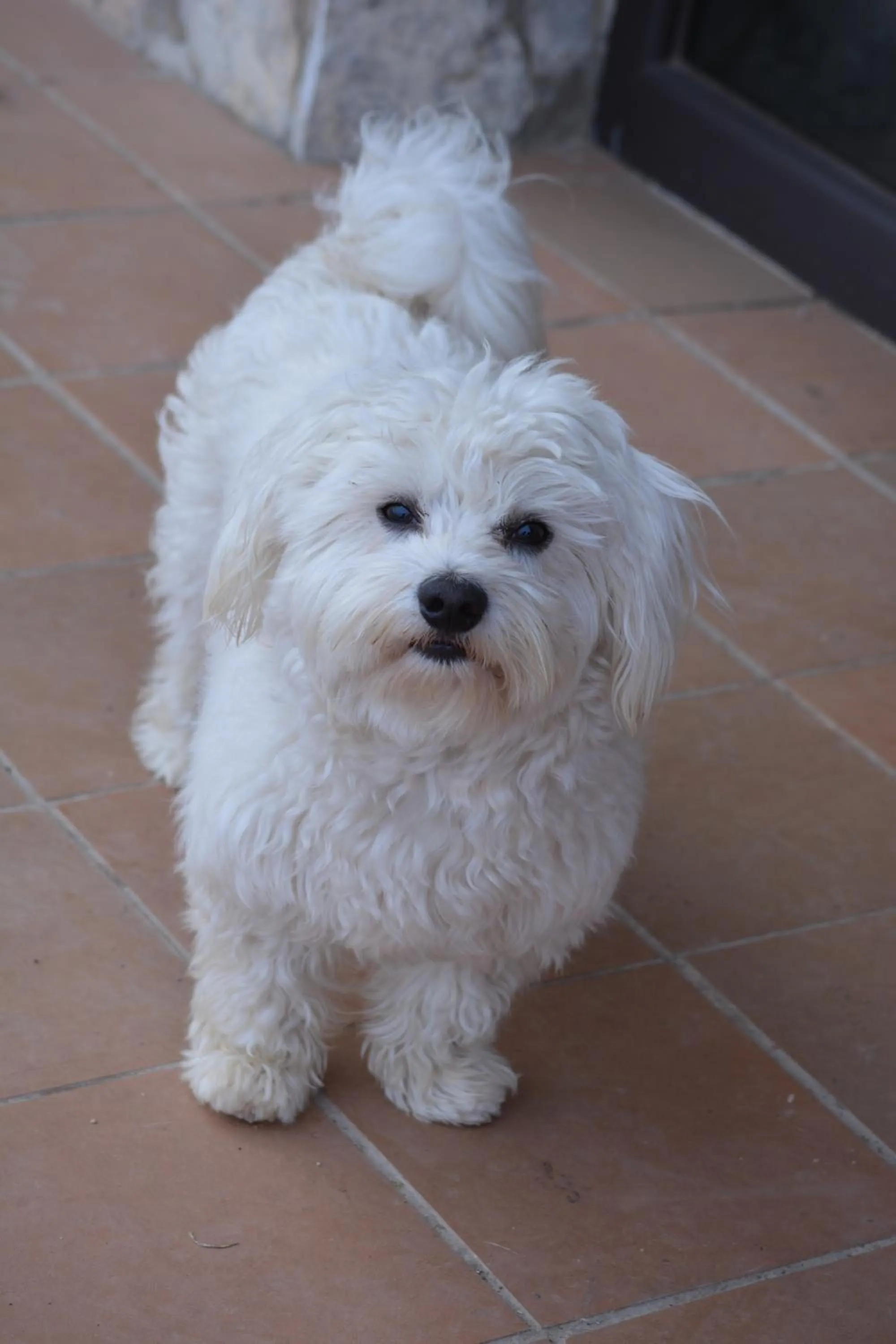 Pets in Cor De Prades