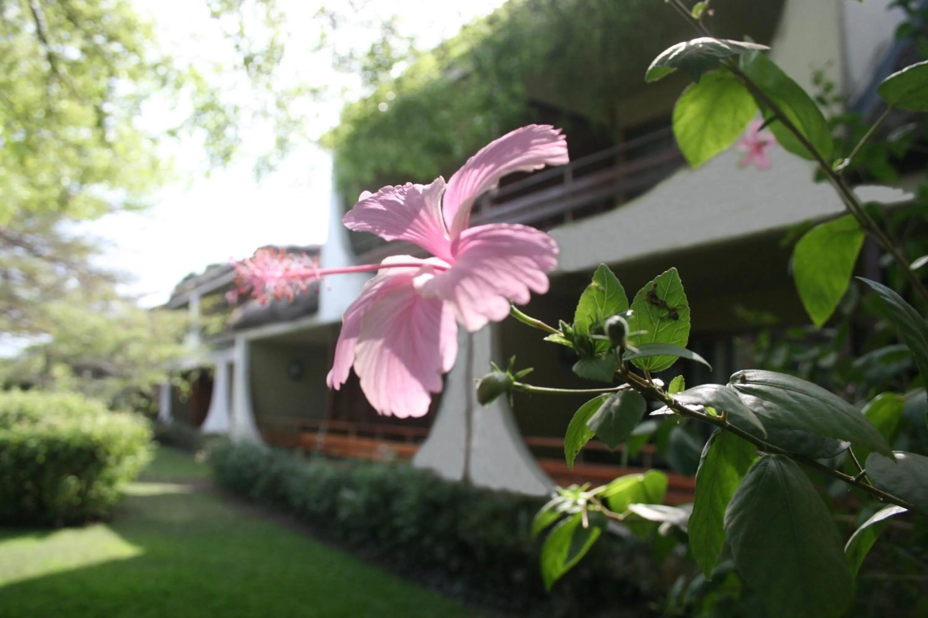 Other in Hotel Club du Lac Tanganyika