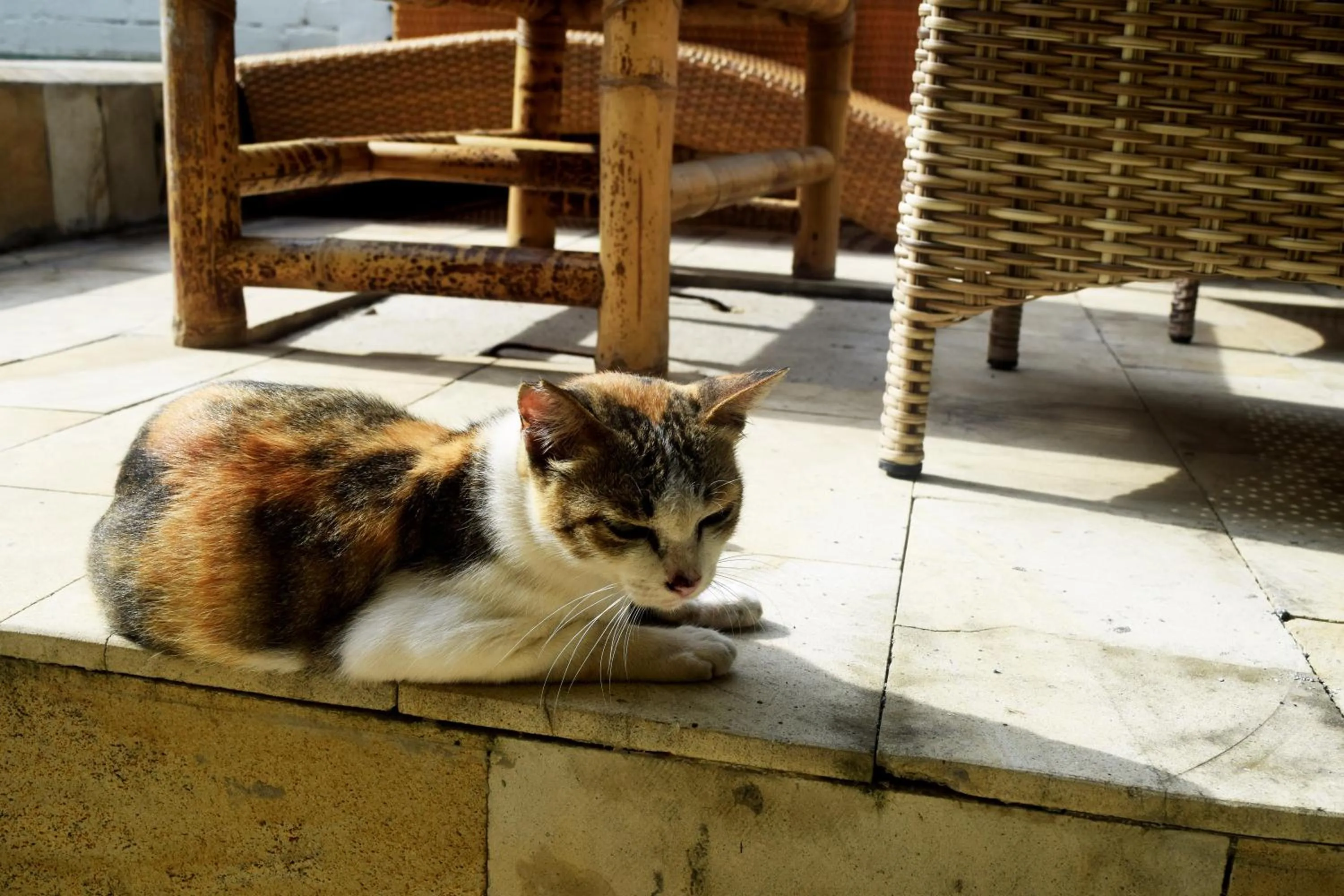 Pets in Panda Cottage