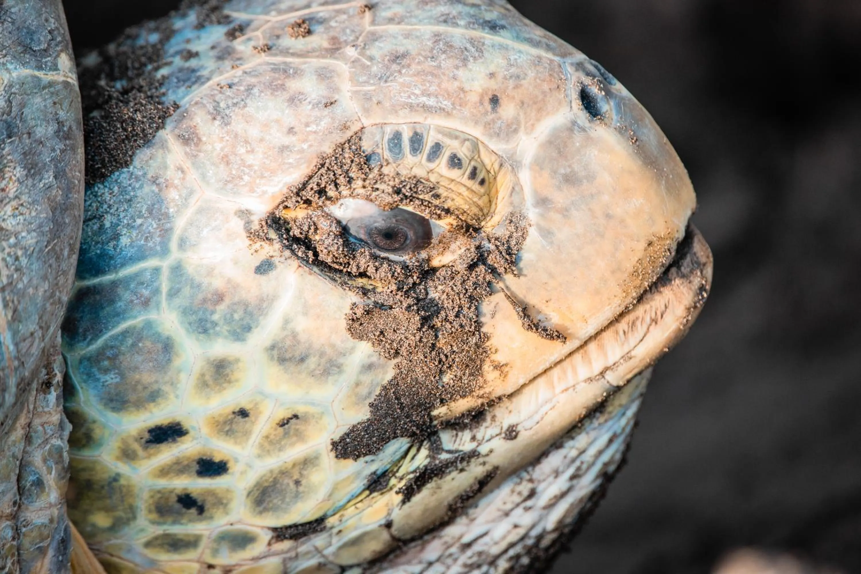 Animals in Laguna Lodge Full Board