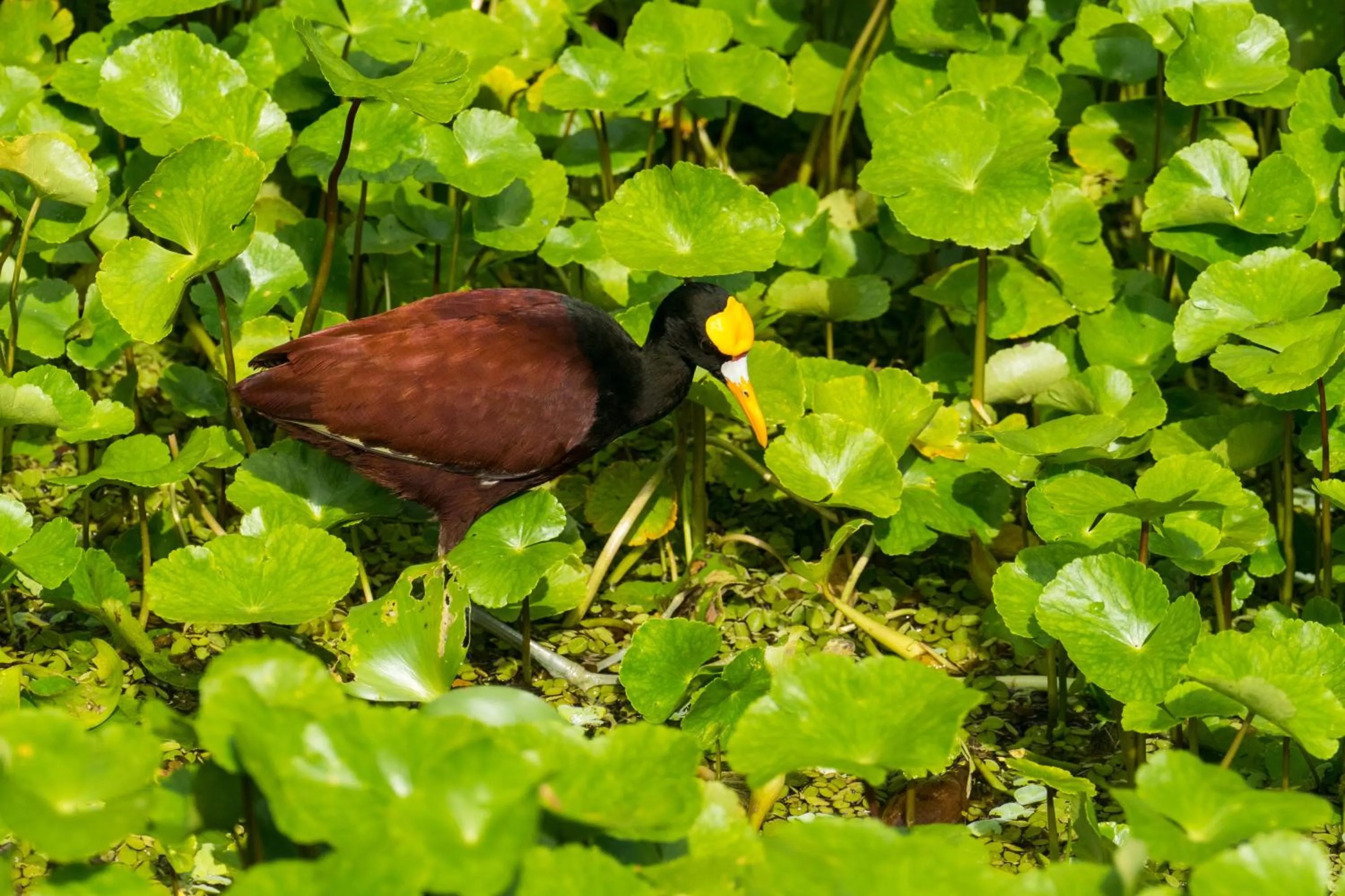 Animals in Laguna Lodge Full Board