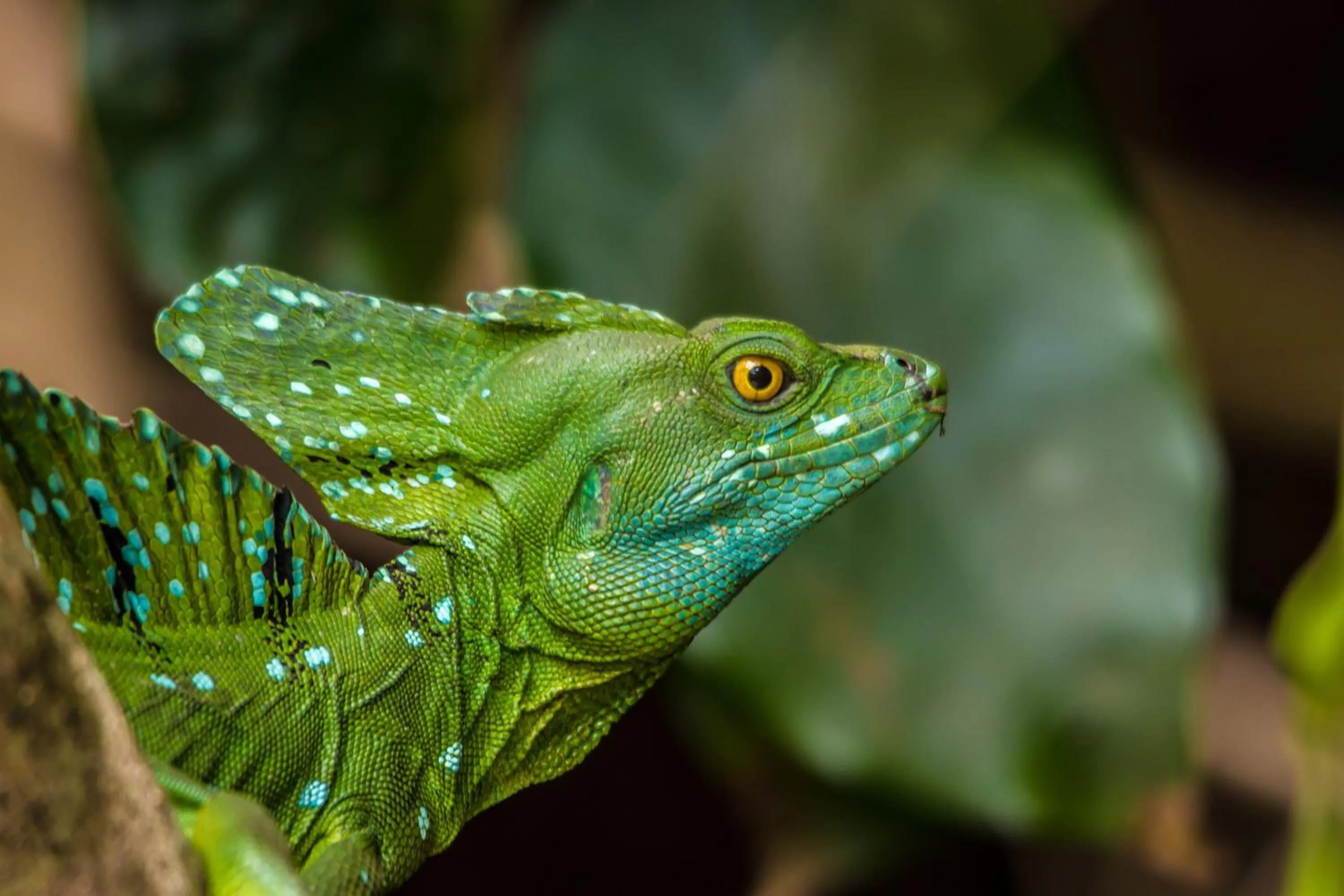 Animals in Laguna Lodge Full Board