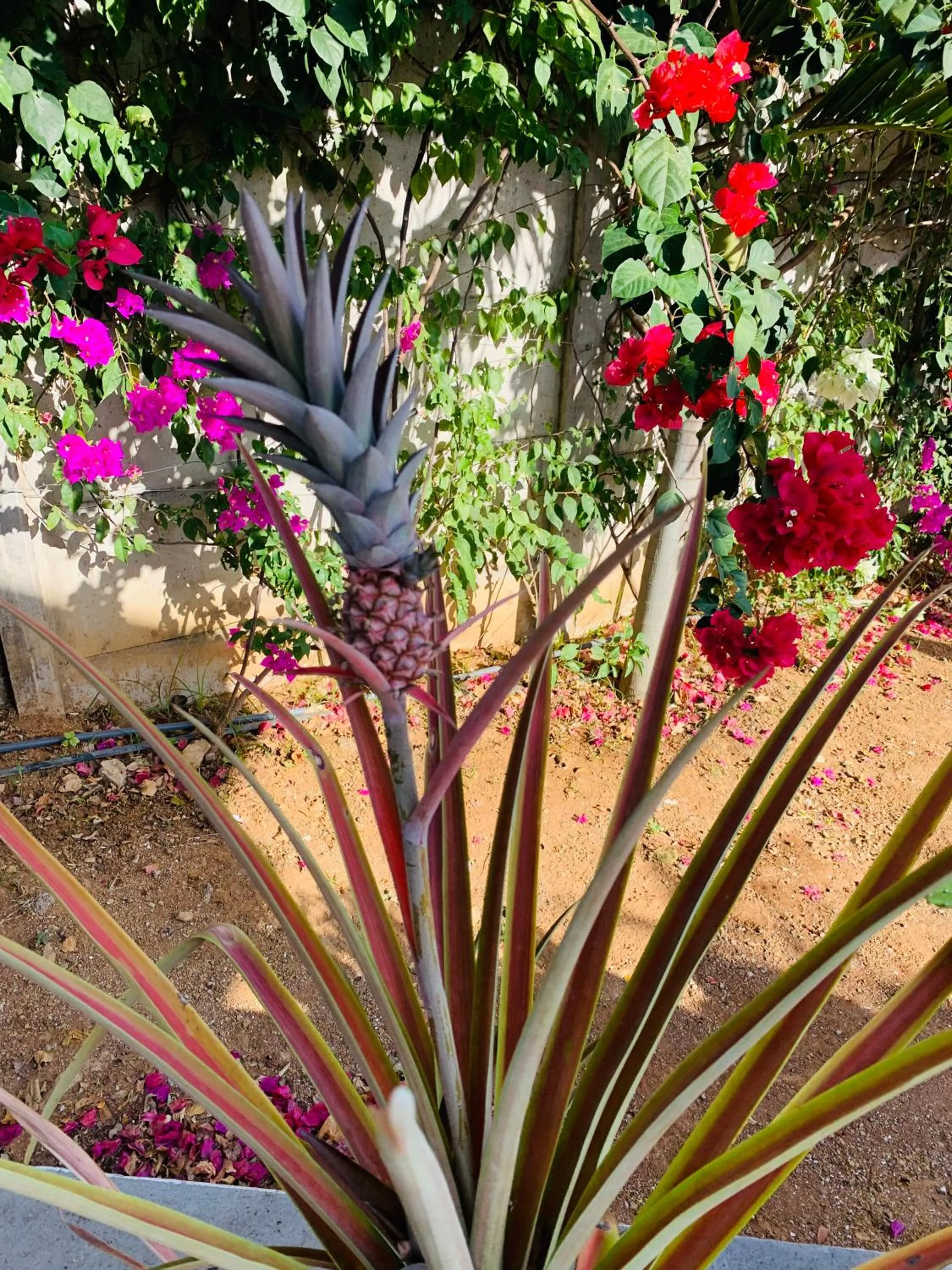 Garden in Villa Francia