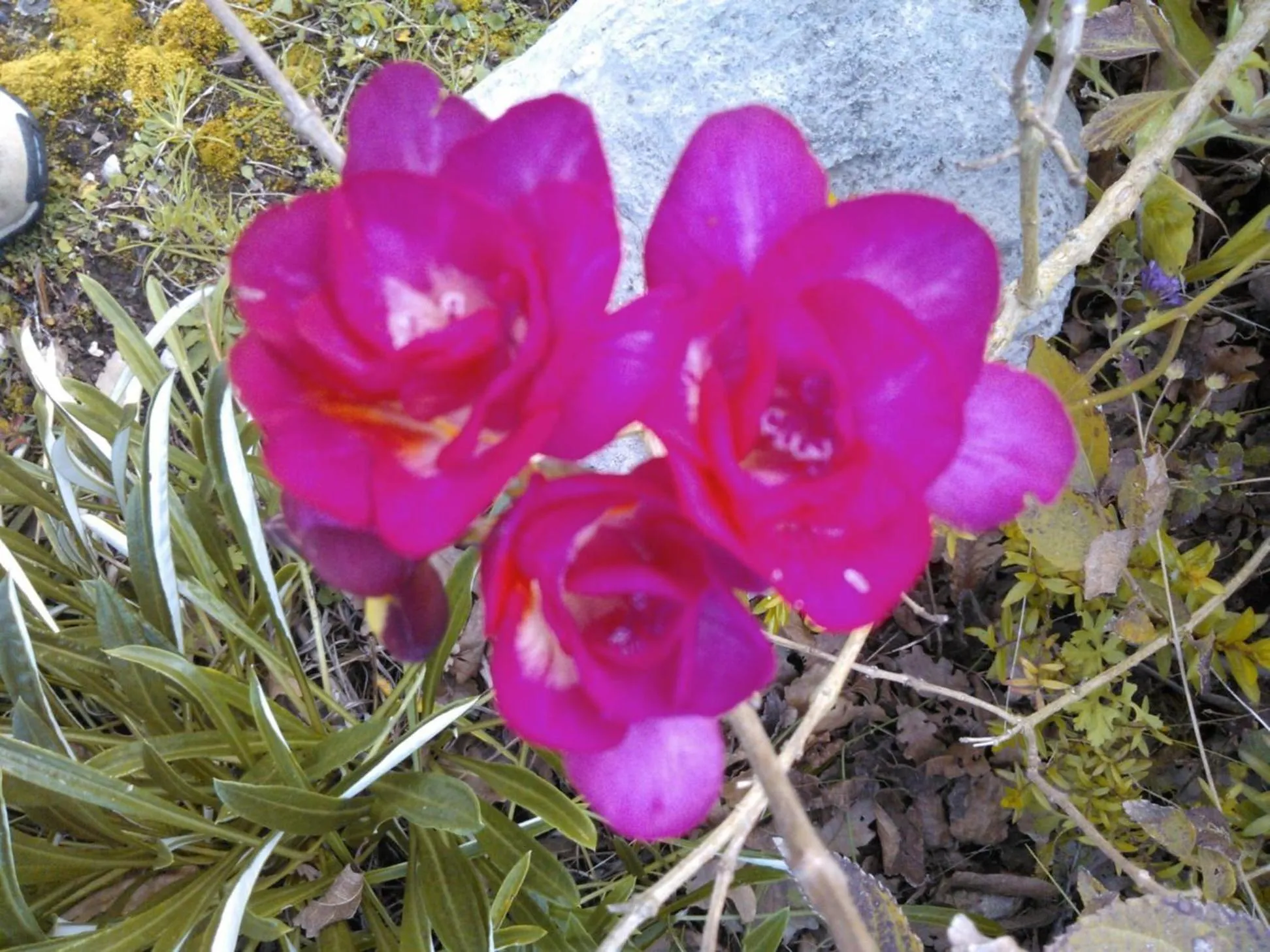 Garden in B&B Villa Ada