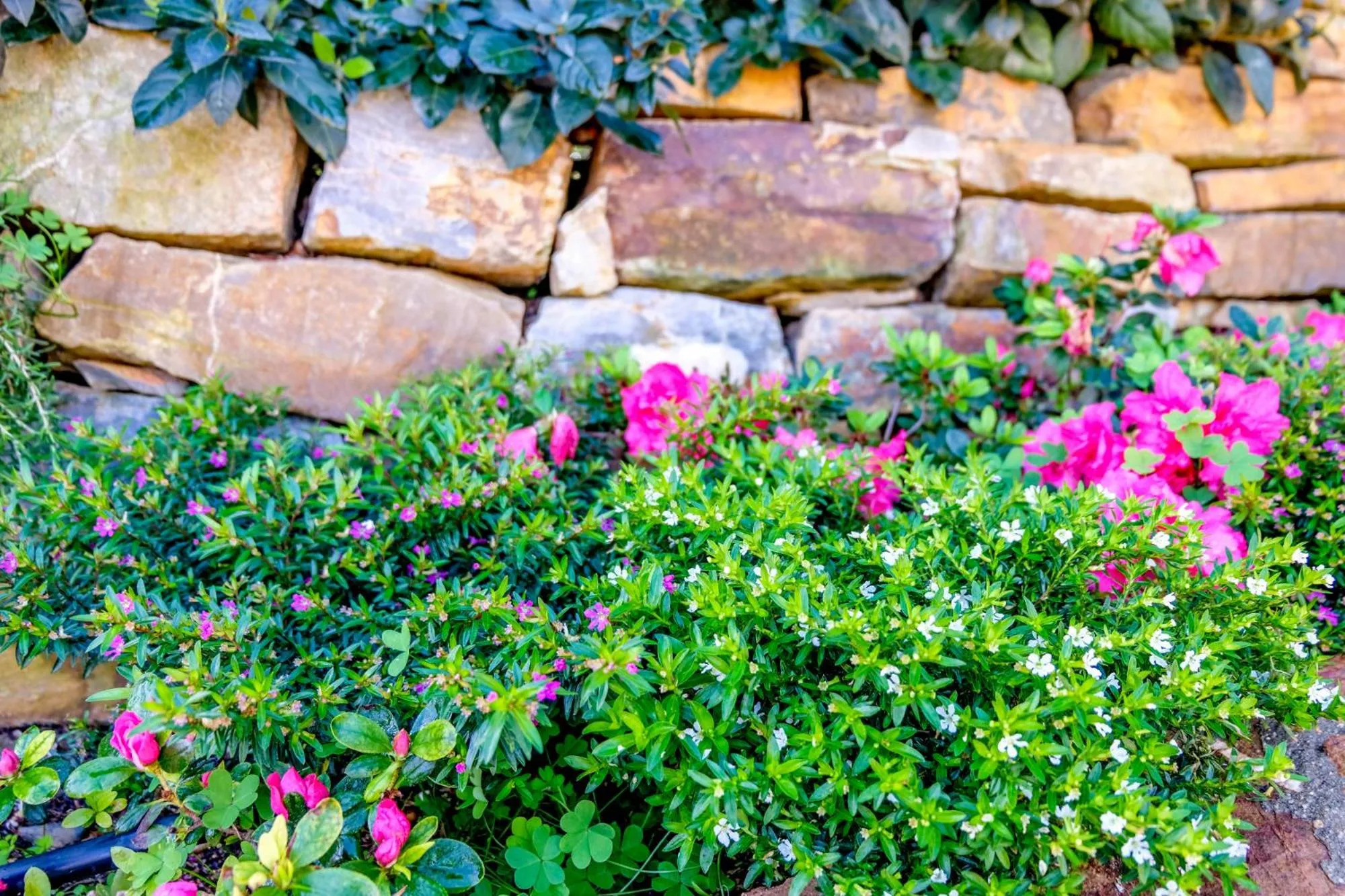 Garden in Monte Soalheiro