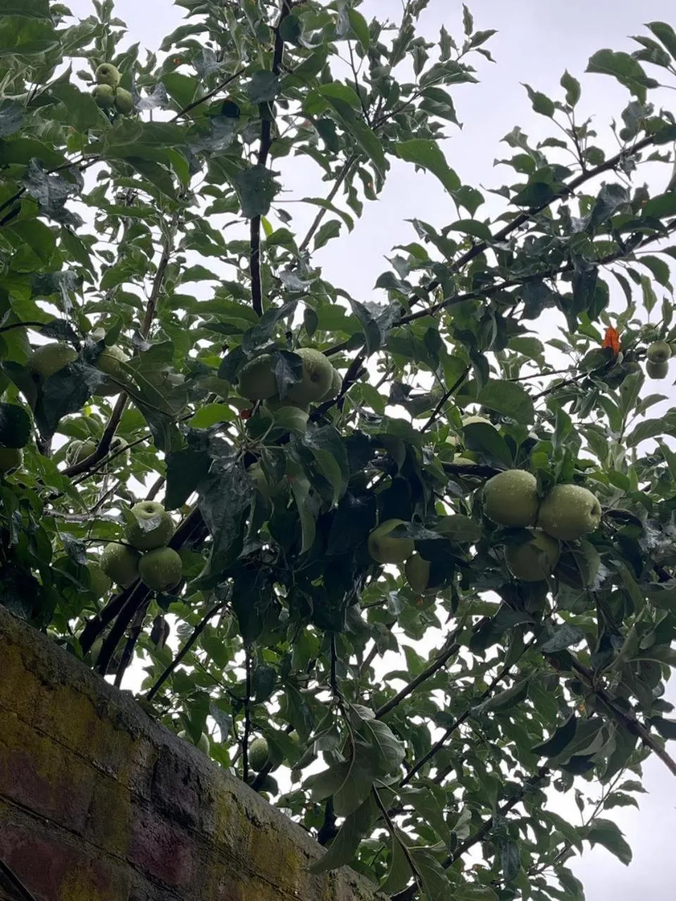 Spring in Al Mubeen home stay