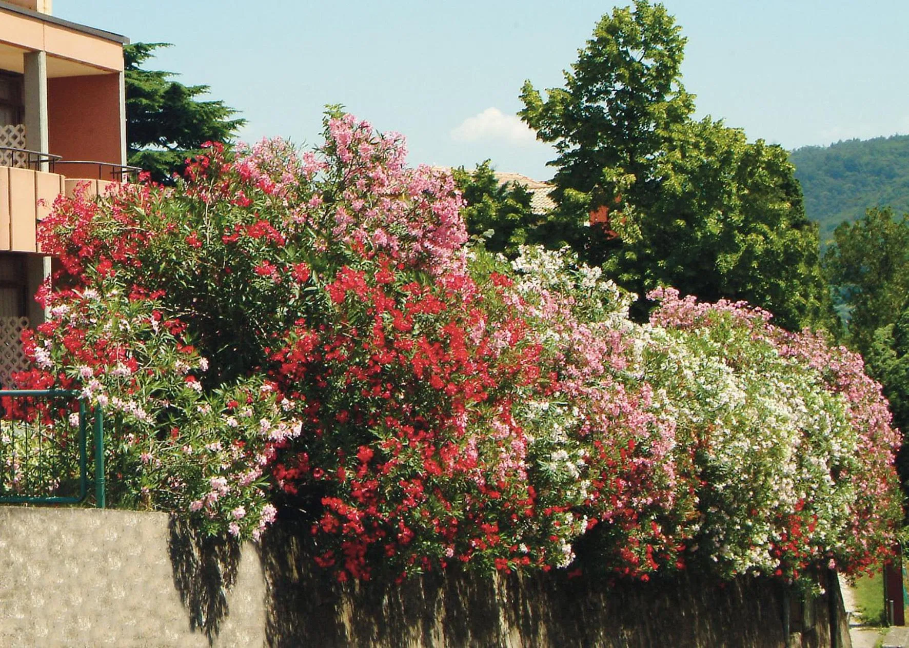 Spring in Park Hotel Oasi