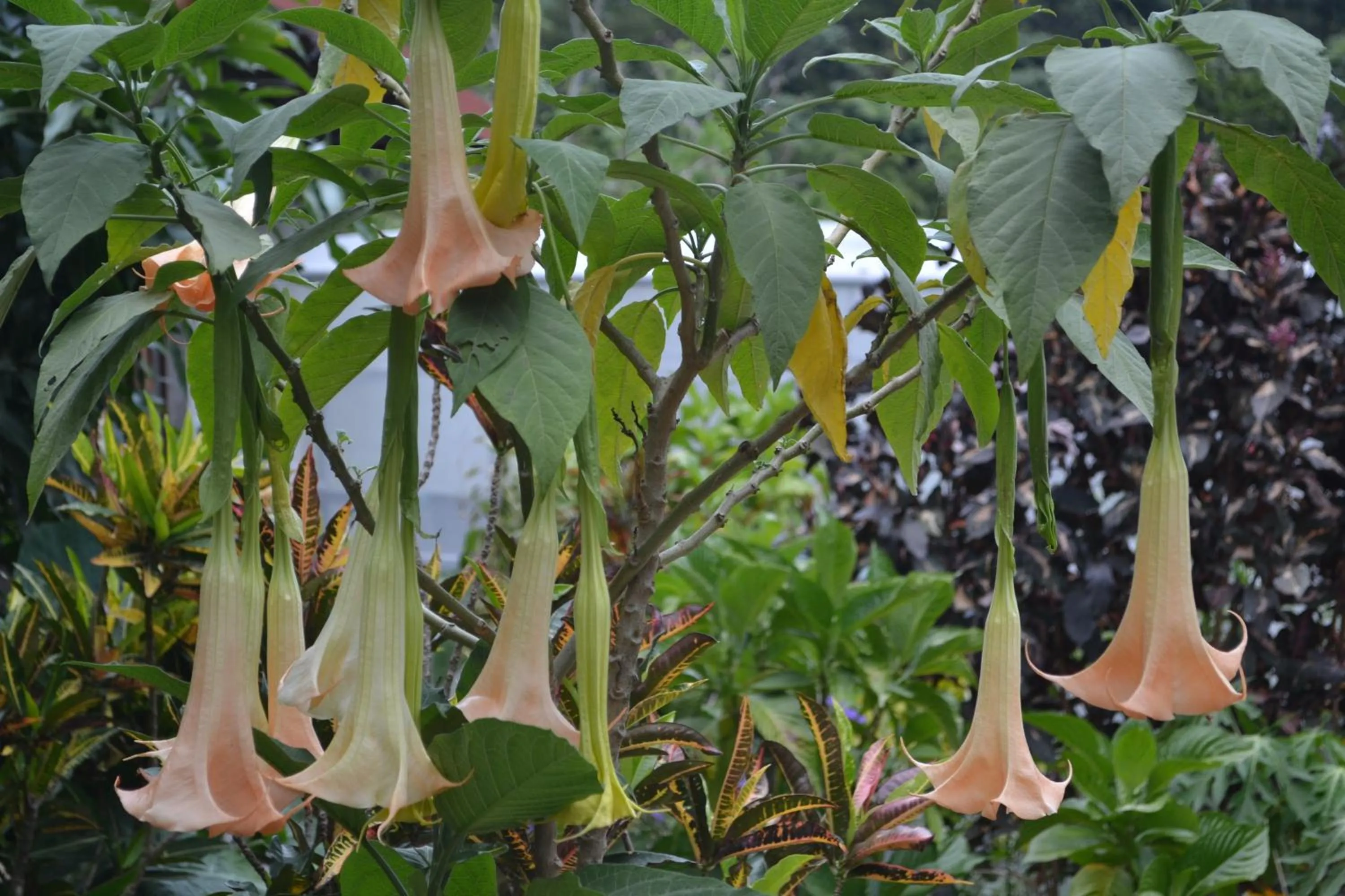 Garden view in Eden Atenas Costa Rica