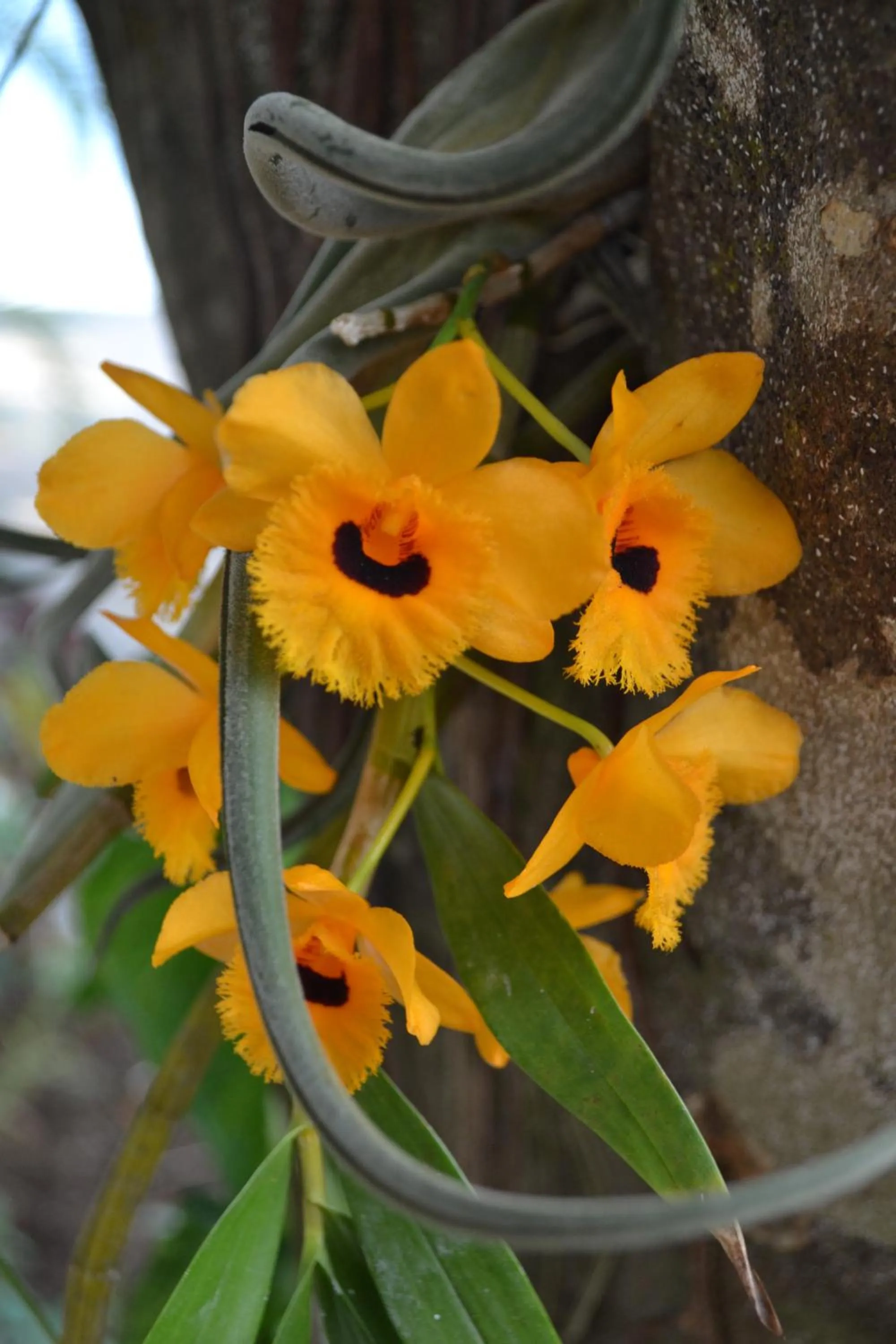 Garden view in Eden Atenas Costa Rica
