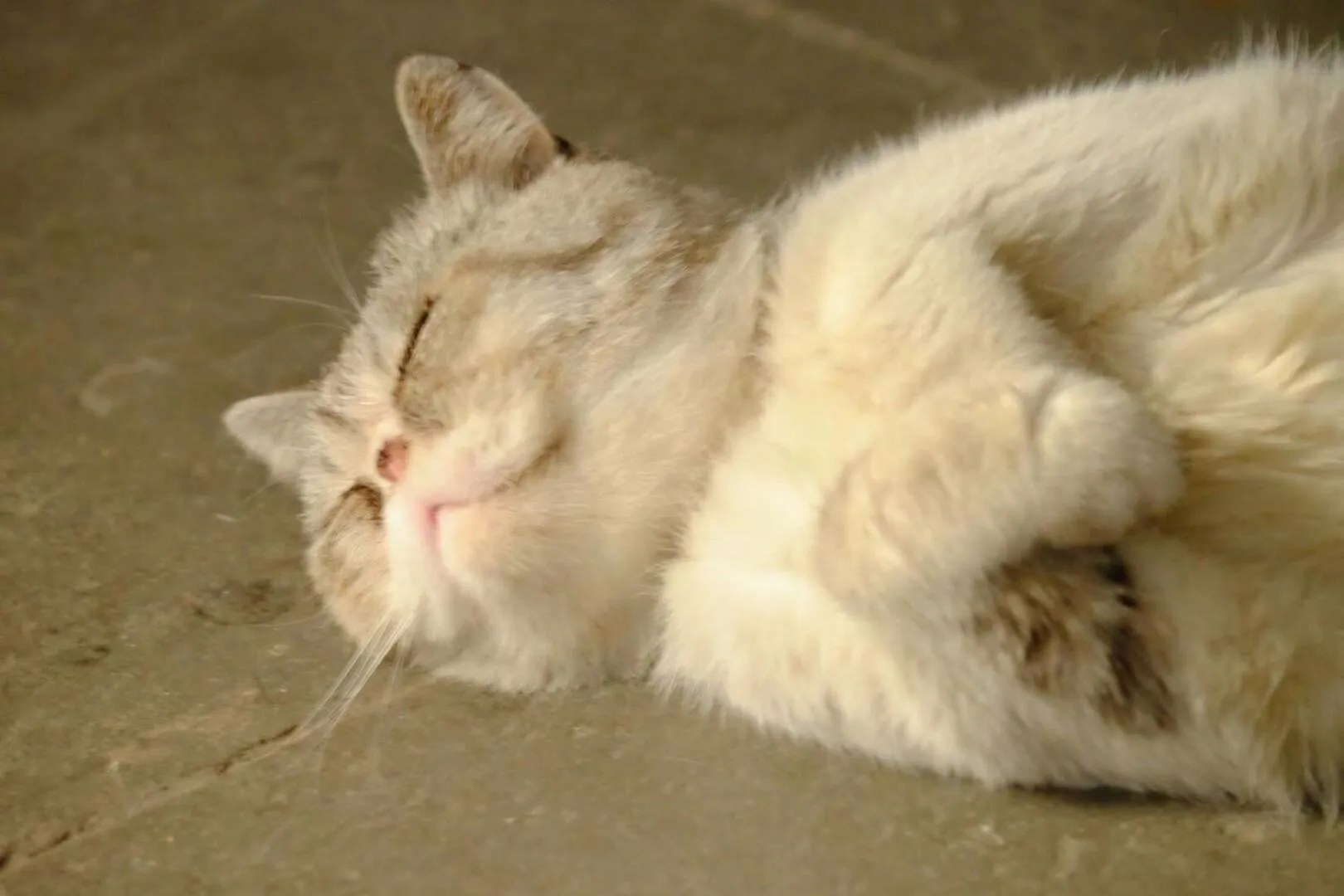 Pets in September Huizhou Inn