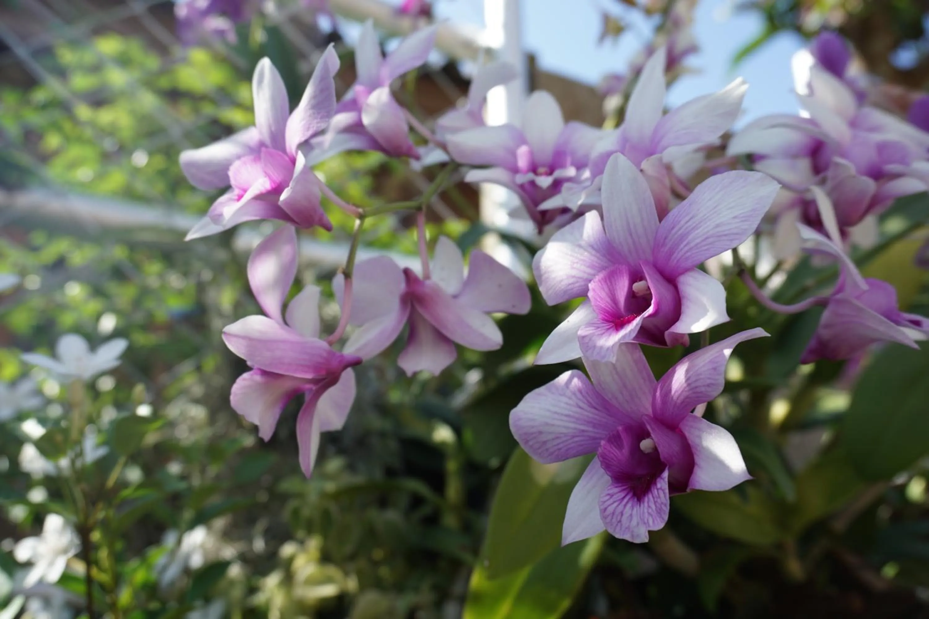Neighbourhood in Chompu Nakarin Apartment