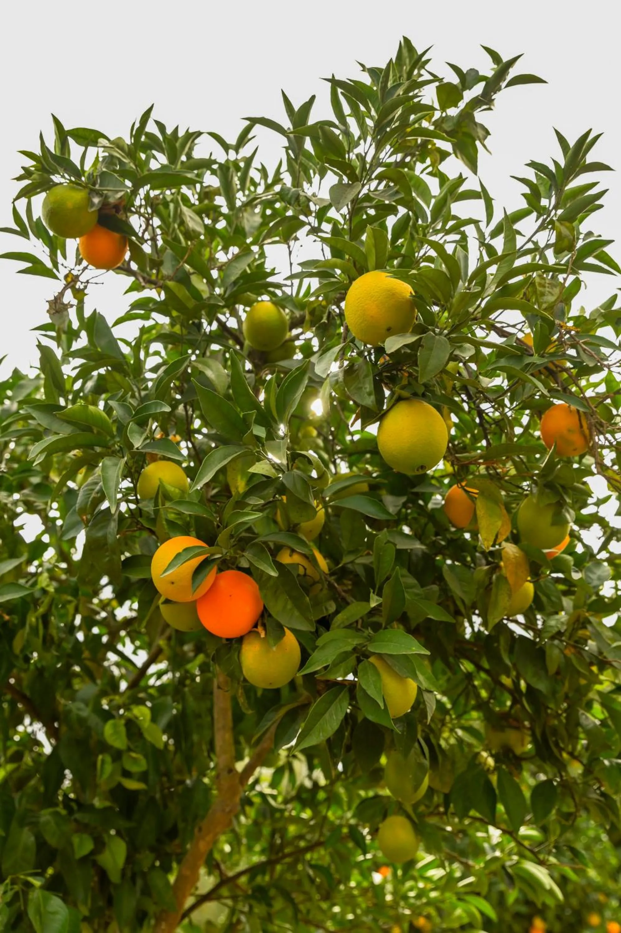 Natural landscape in Horta da Moura by WOT Signature