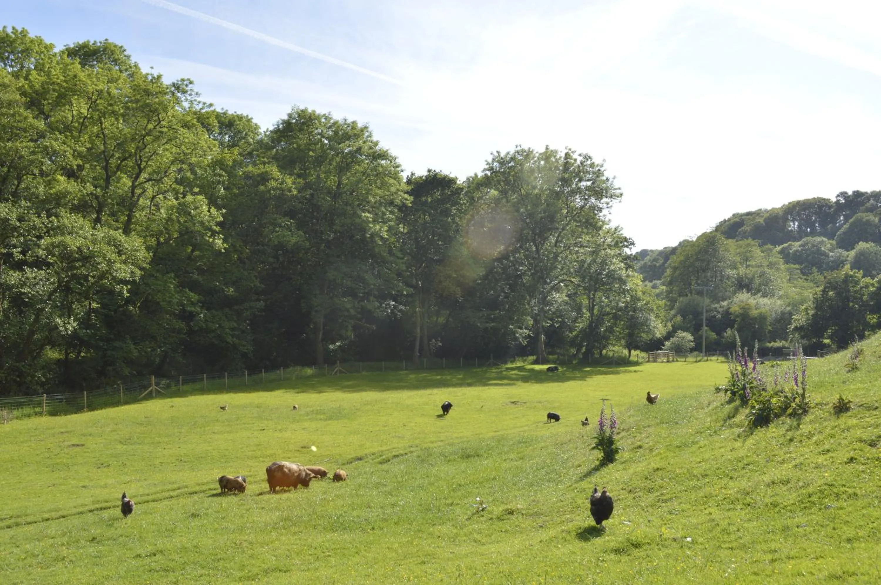 Animals in Troedyrhiw Bed & Breakfast