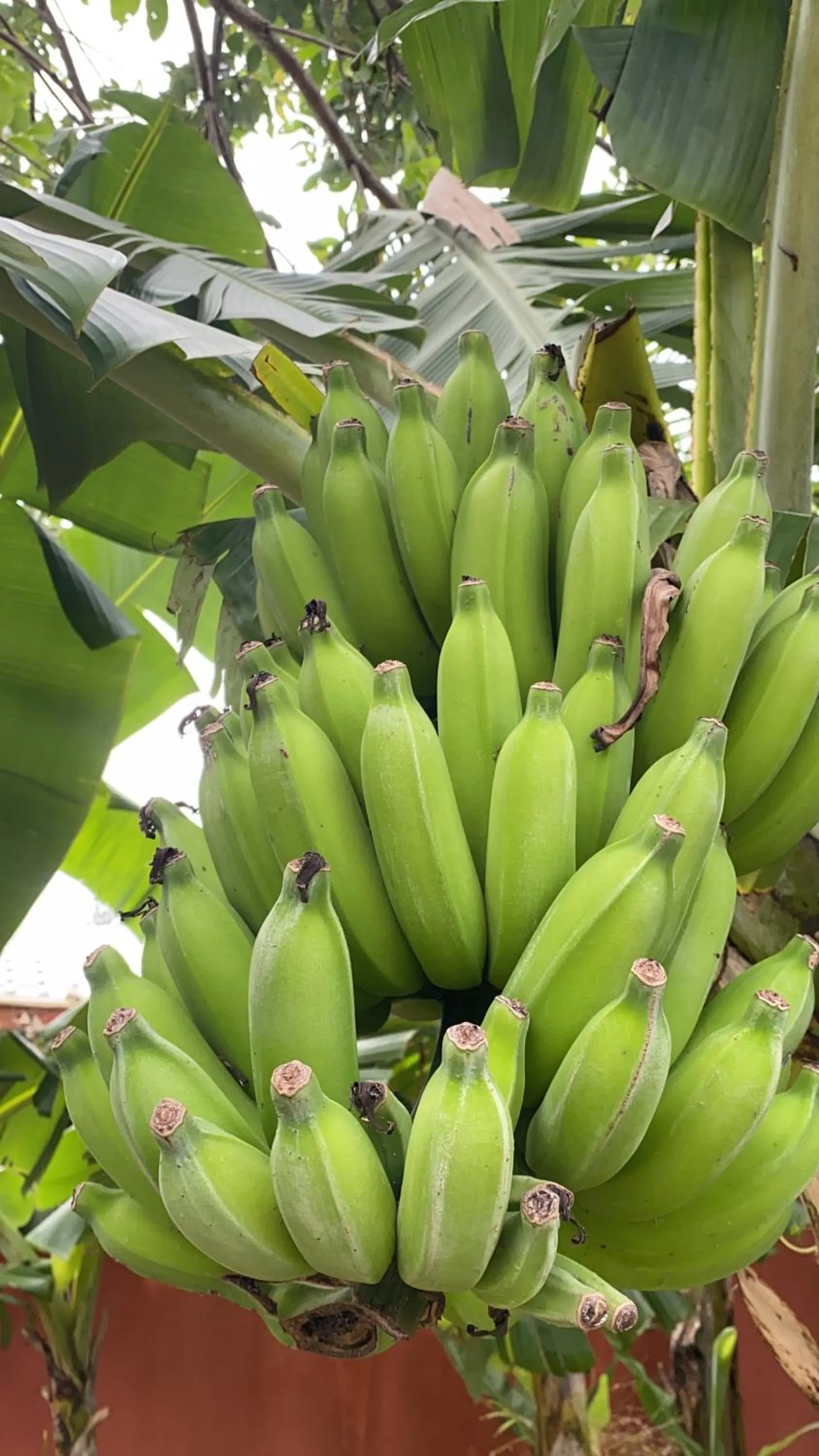 Garden in Janela de Marcia Bed and Breakfast