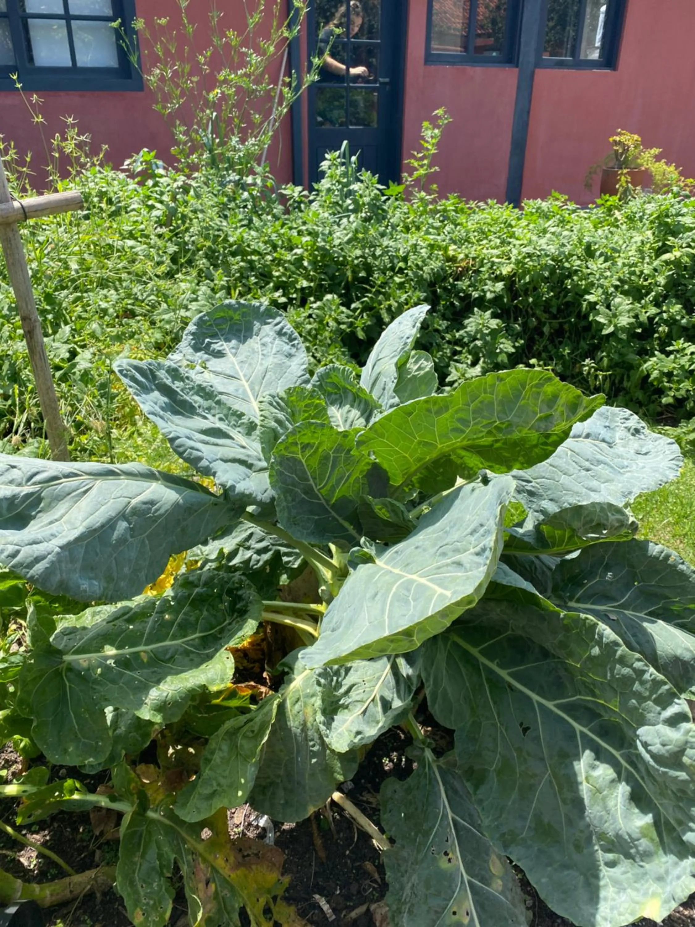 Garden in Janela de Marcia Bed and Breakfast