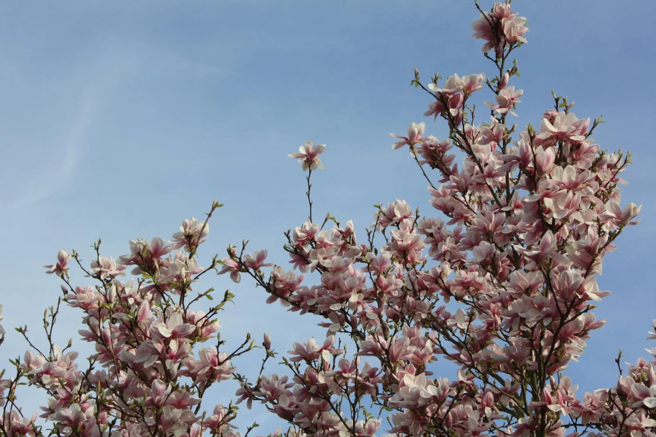 Kitchen or kitchenette in Magnolia appartement