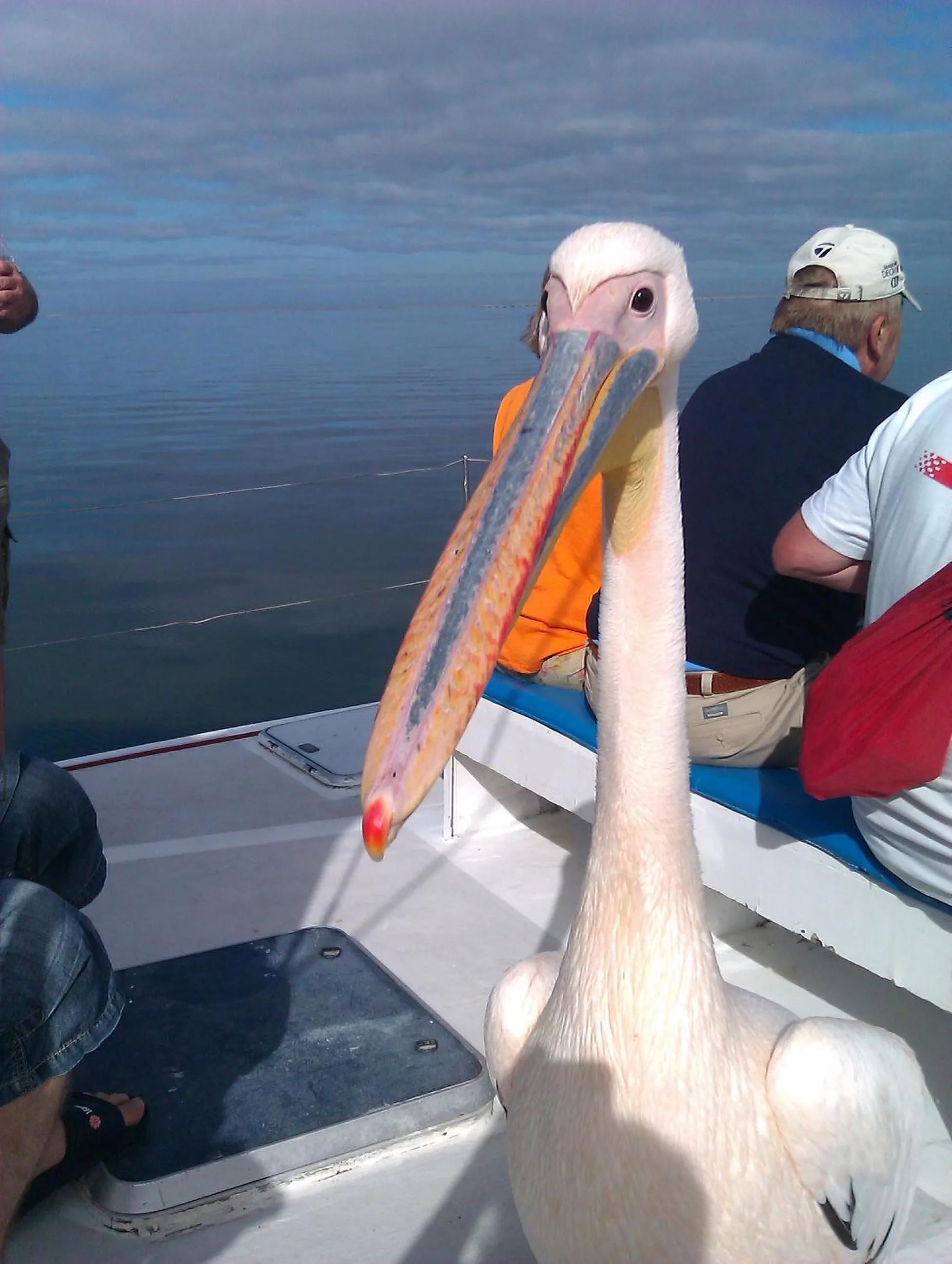 Animals in Hotel A la Mer