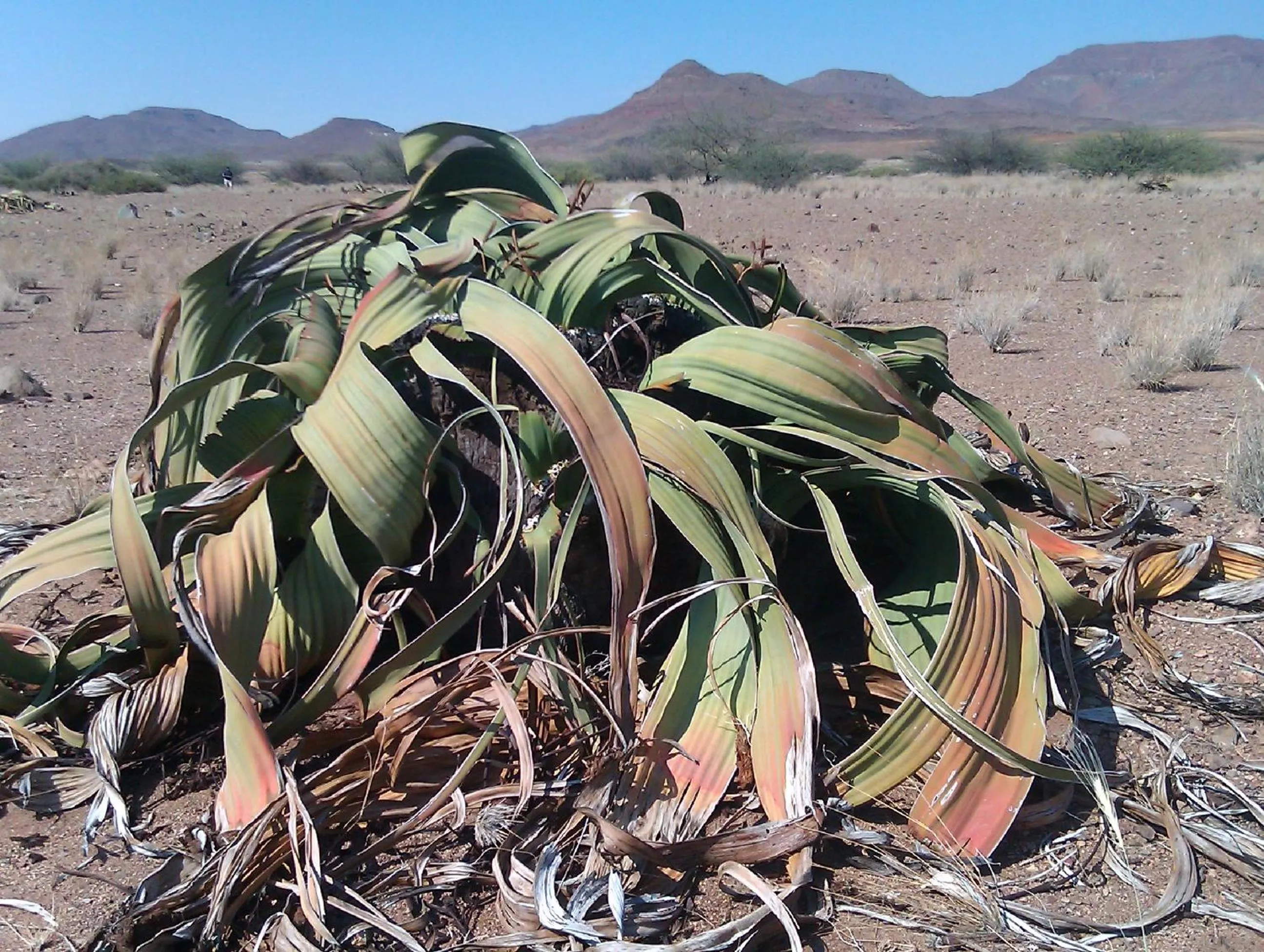 Natural landscape in Hotel A la Mer