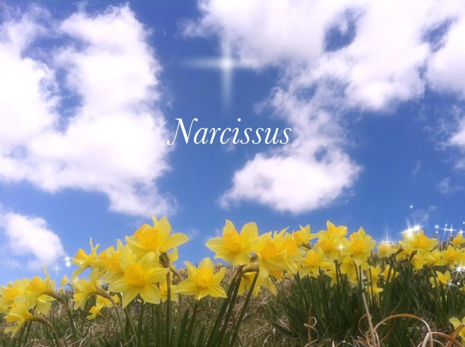 Spring in Pension Wildflowers