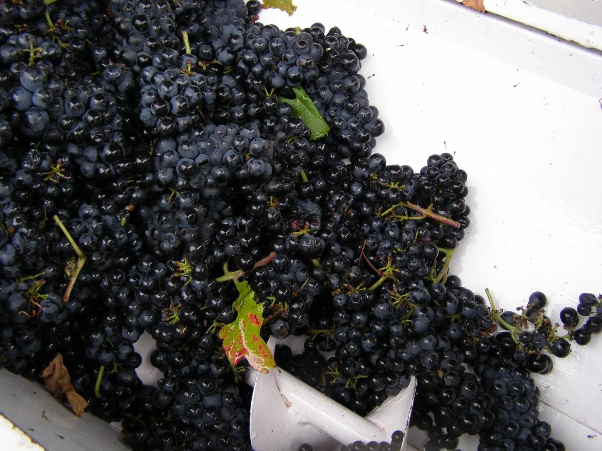 Food in Villa Vinica