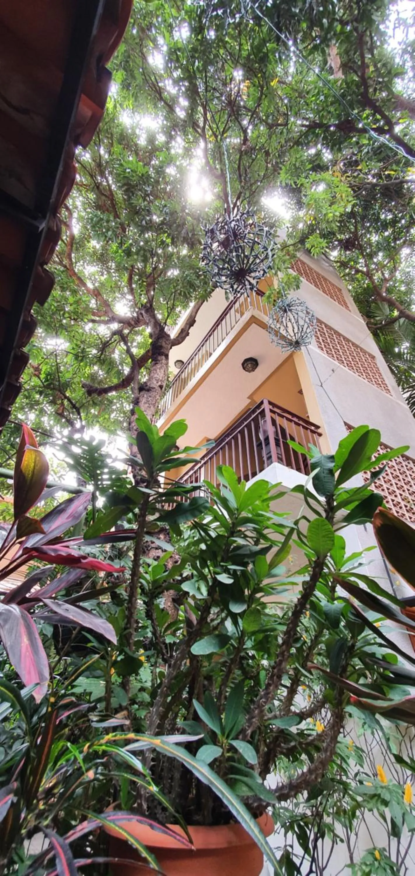 Garden in Humuya Inn