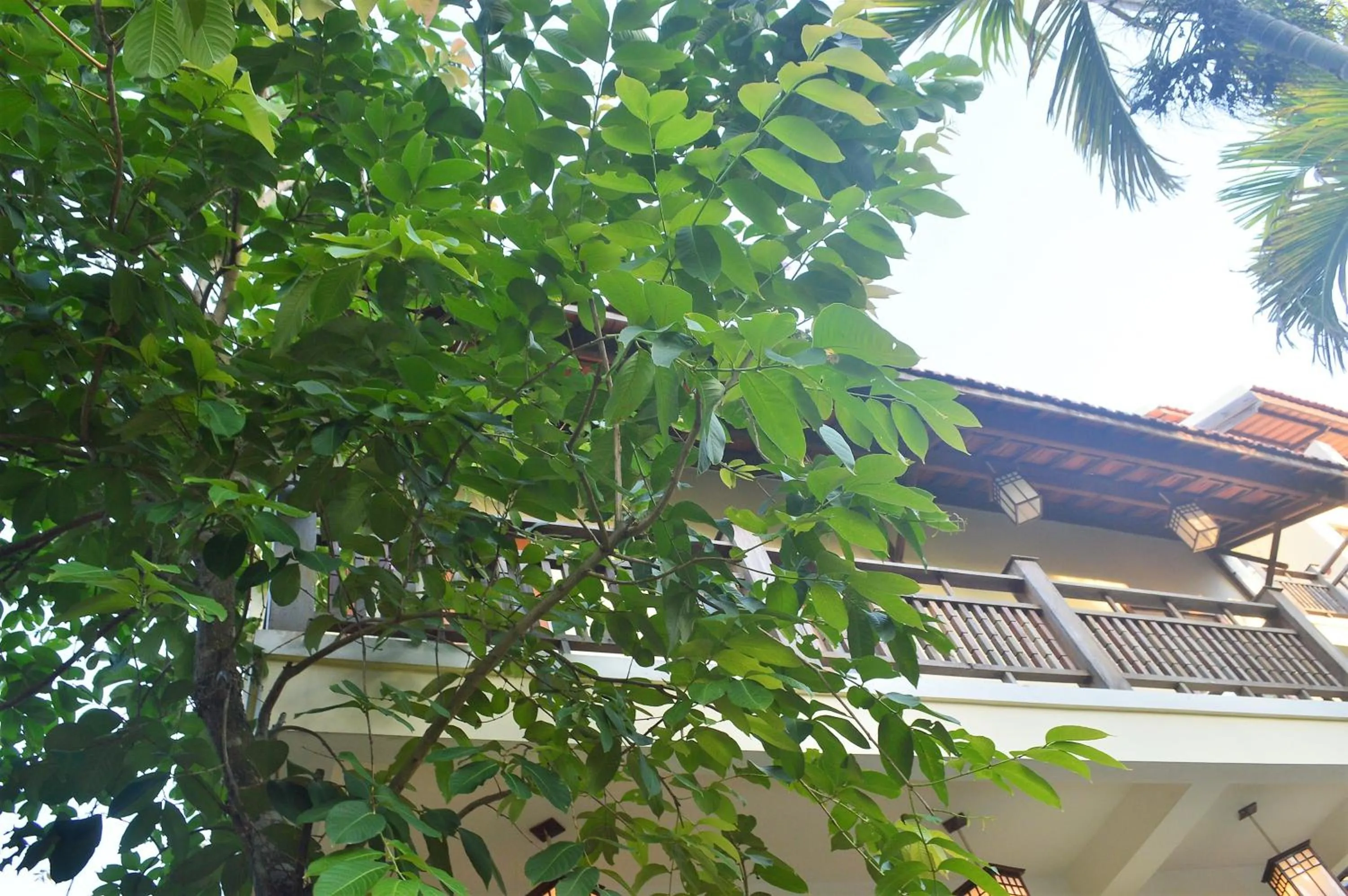 Garden in Villa Orchid Garden Riverside Hoi An