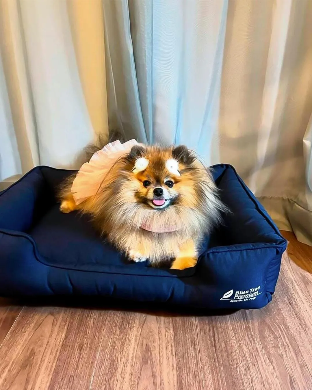 Pets in Blue Tree Premium Alphaville