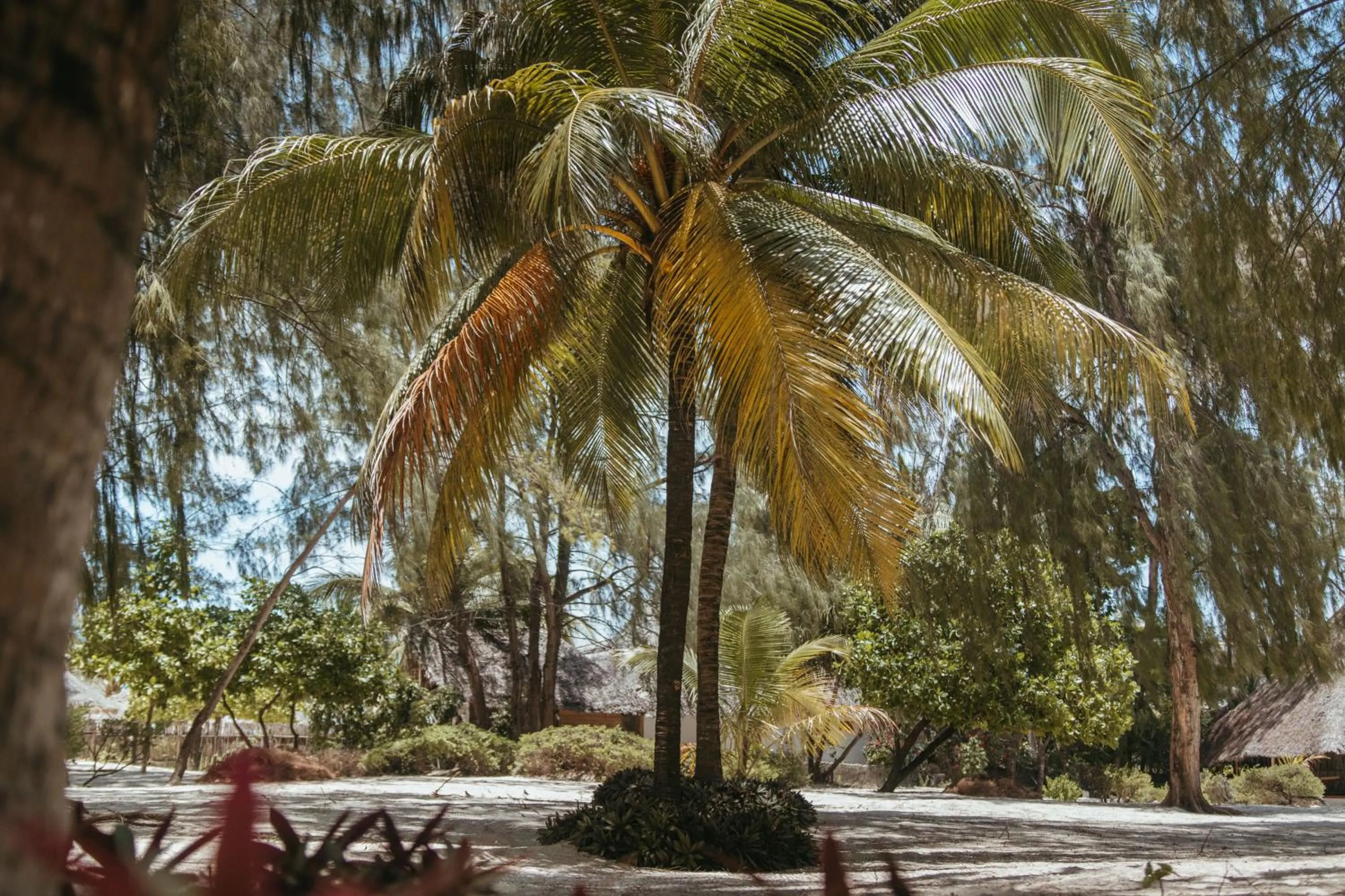 Garden in Hakuna Majiwe Beach Lodge