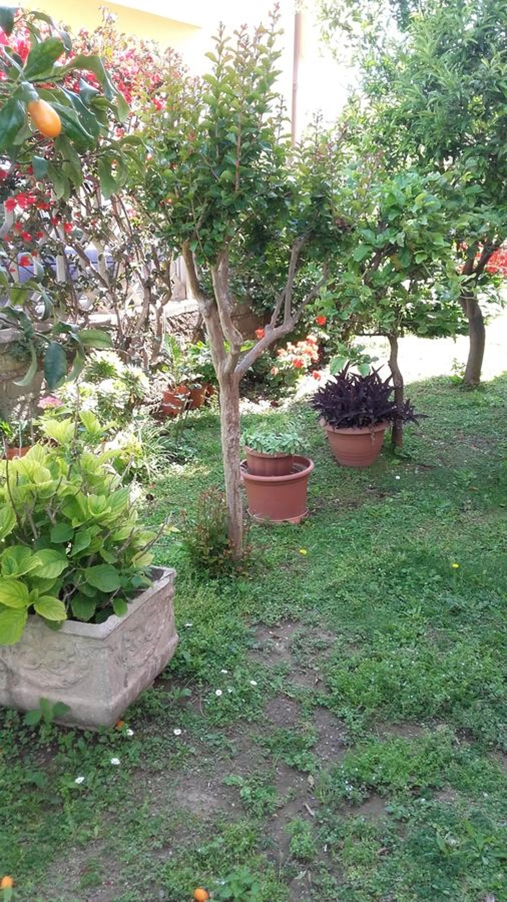 Garden in Bb Smallville