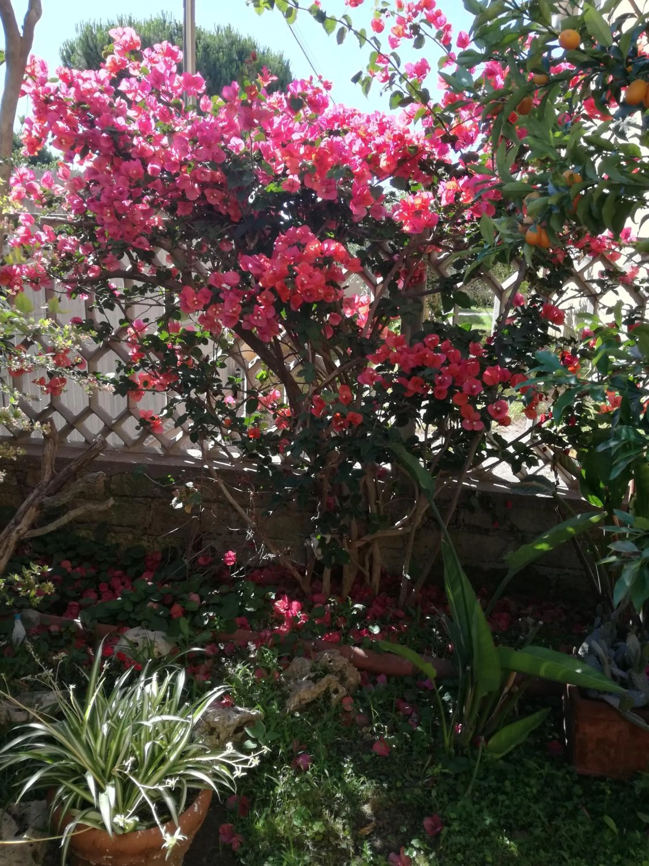 Garden view in Bb Smallville