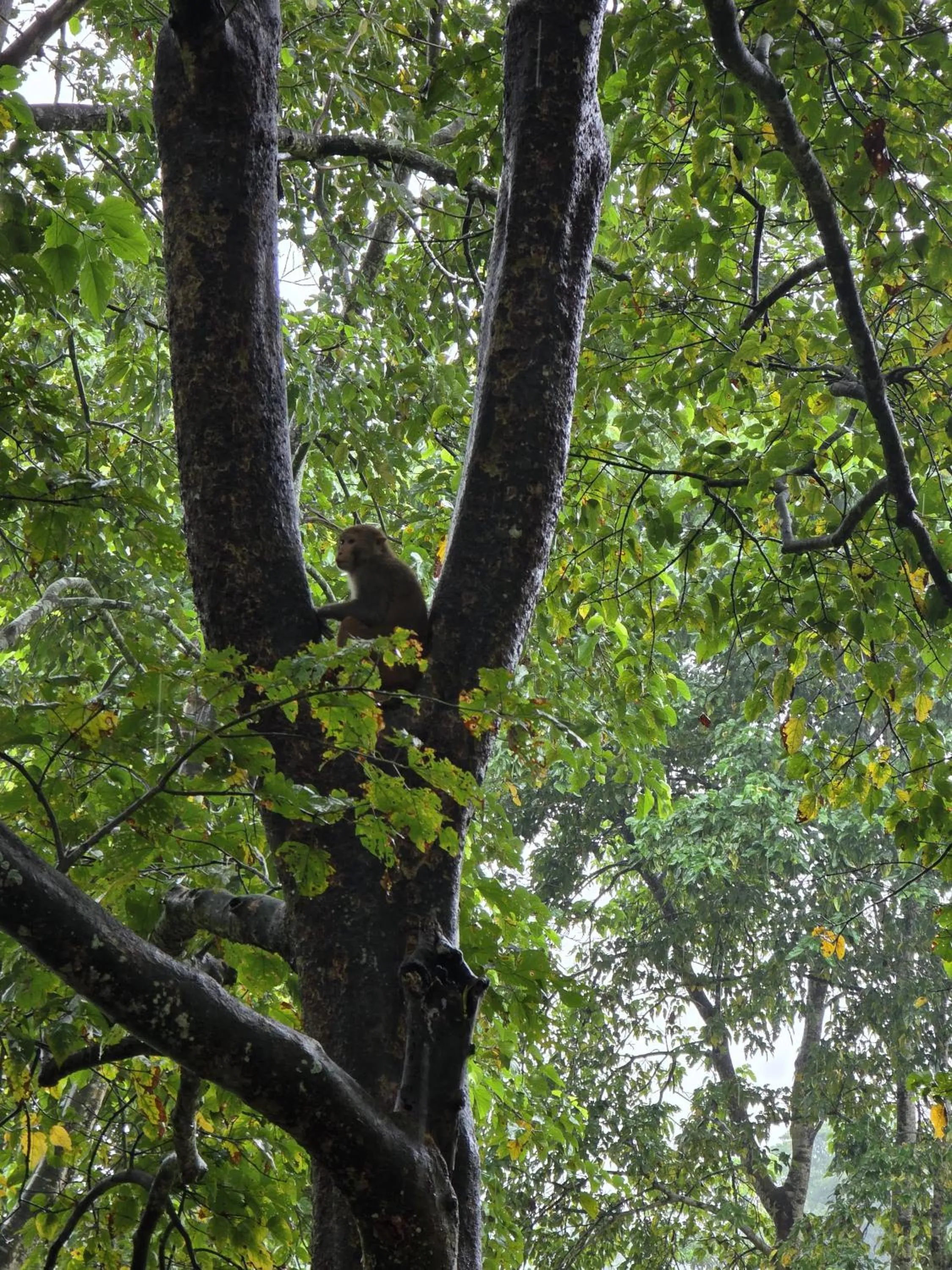 Natural landscape in Siddhartha Wildlife Retreat