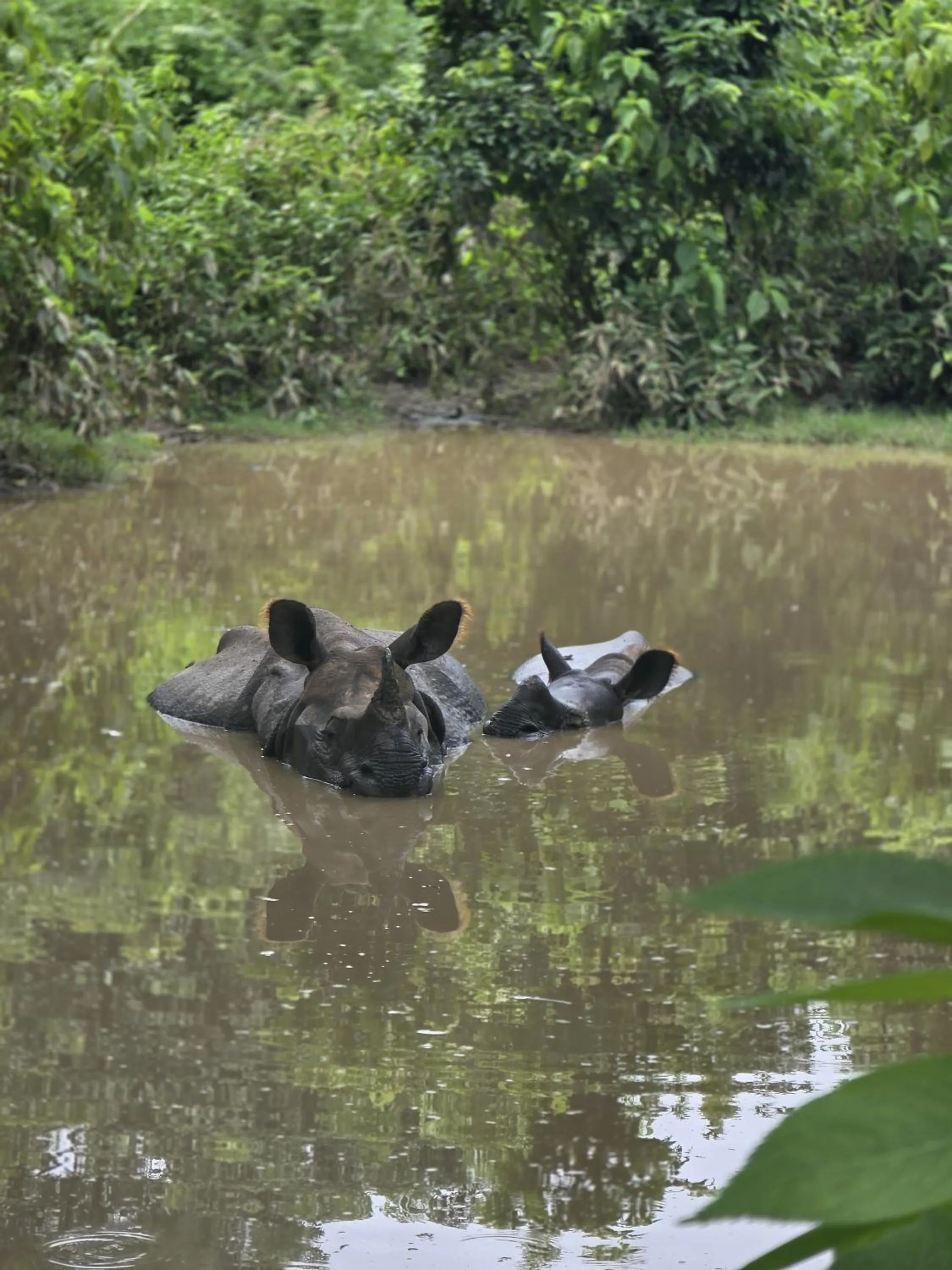 Animals in Siddhartha Wildlife Retreat