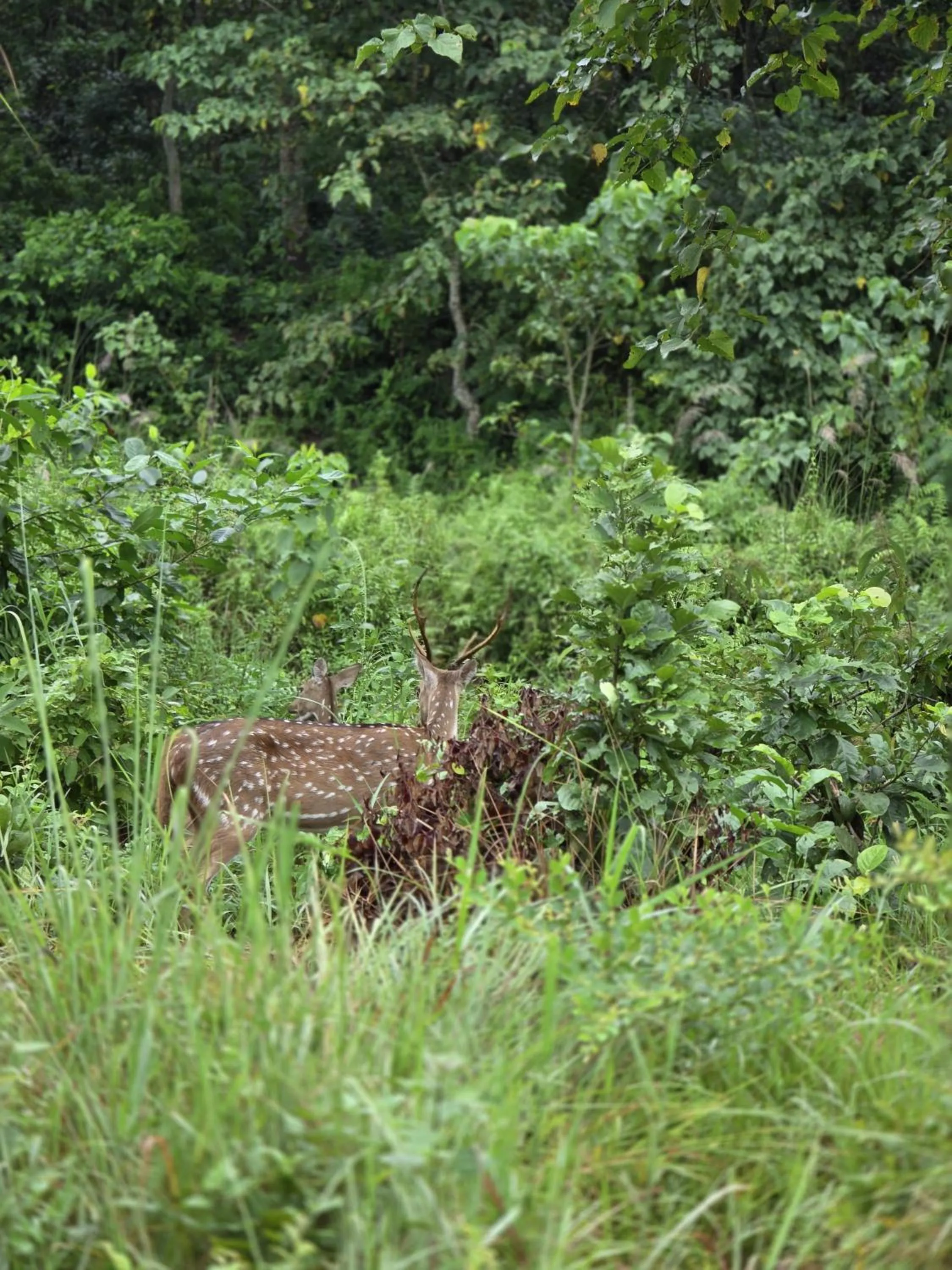 Natural landscape in Siddhartha Wildlife Retreat