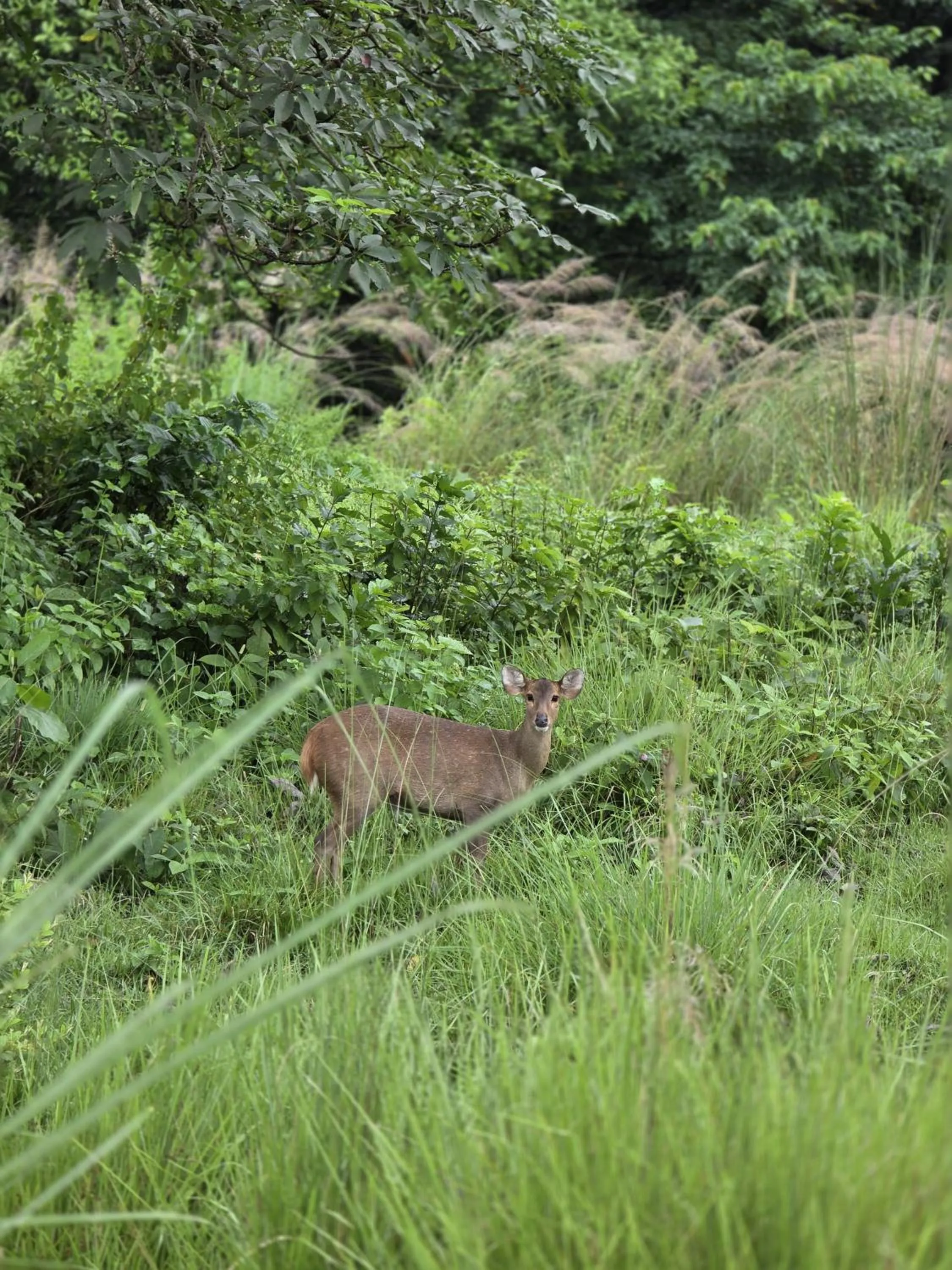 Natural landscape in Siddhartha Wildlife Retreat