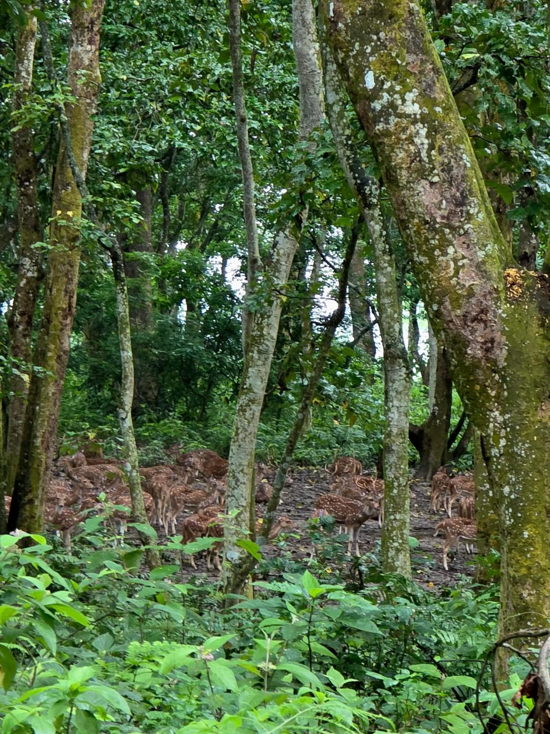 Activities in Siddhartha Wildlife Retreat