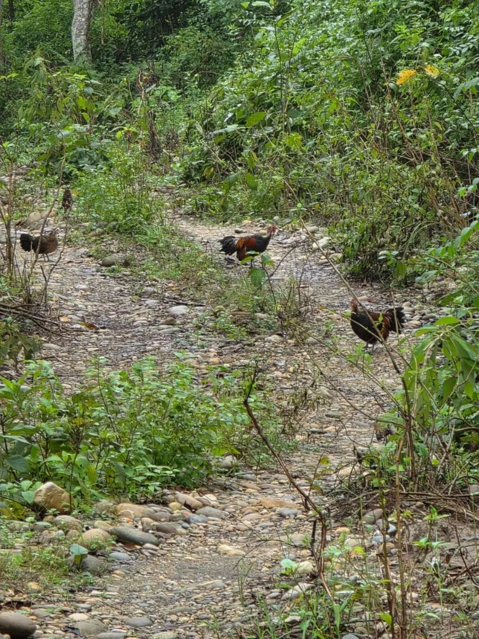 Activities in Siddhartha Wildlife Retreat