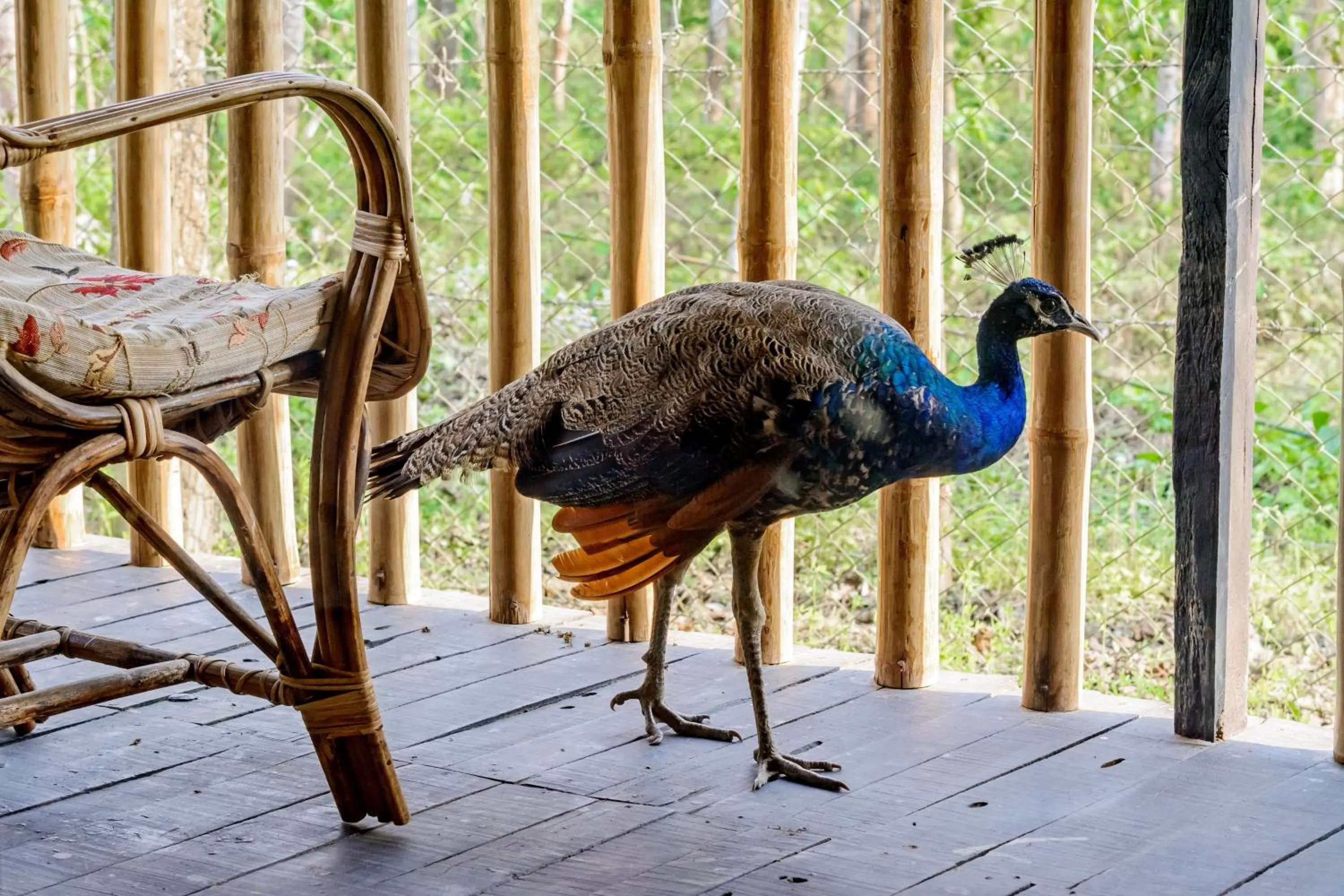 Animals in Siddhartha Wildlife Retreat