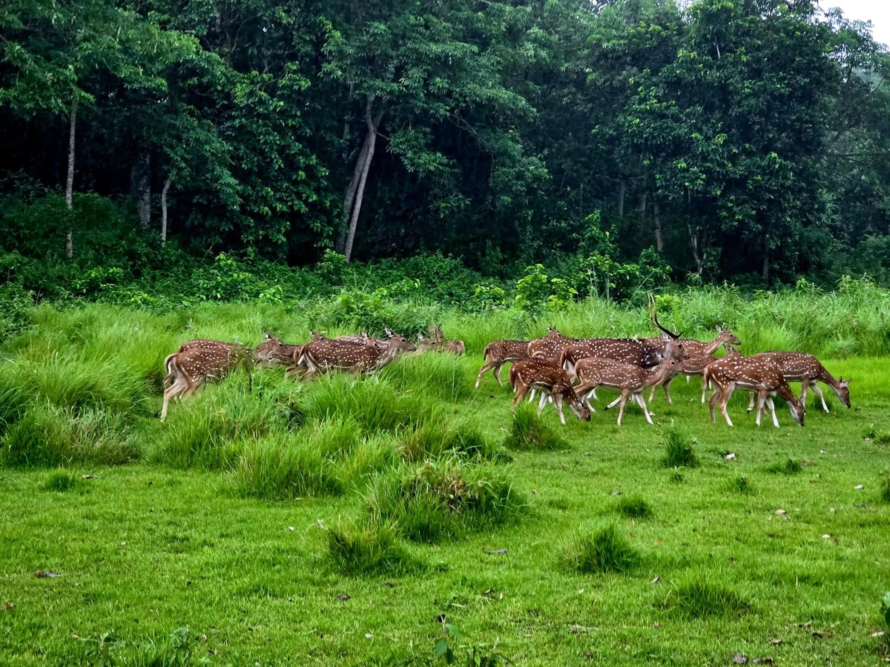 Day in Siddhartha Wildlife Retreat