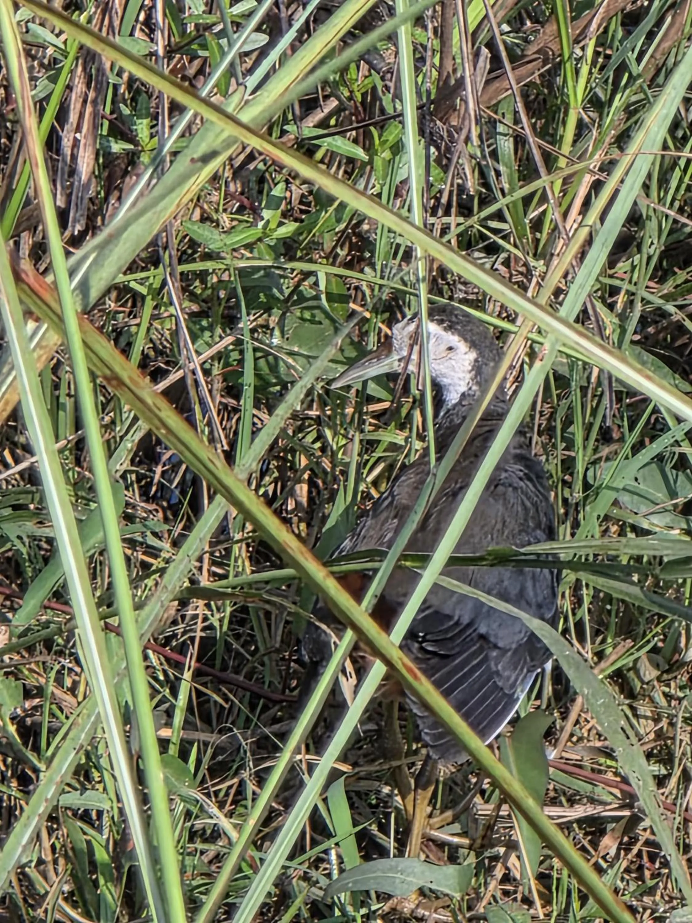 Natural landscape in Siddhartha Wildlife Retreat
