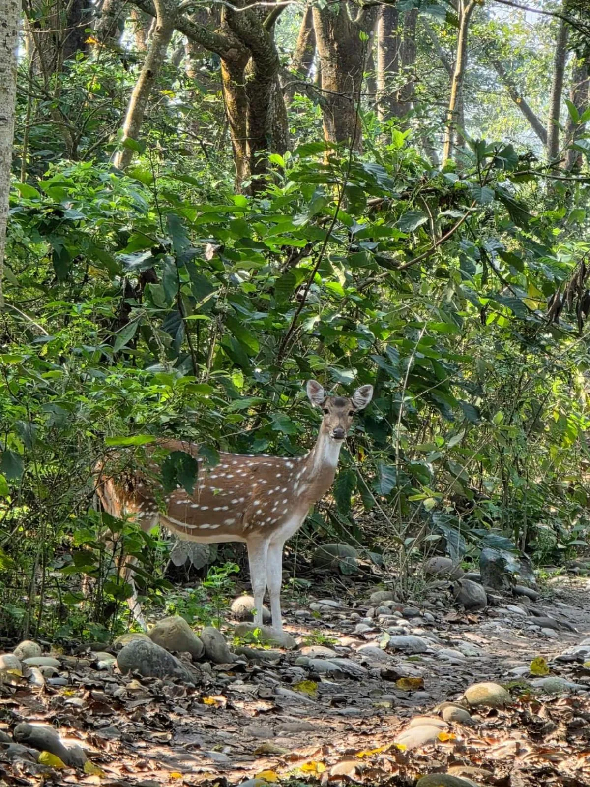 Natural landscape in Siddhartha Wildlife Retreat