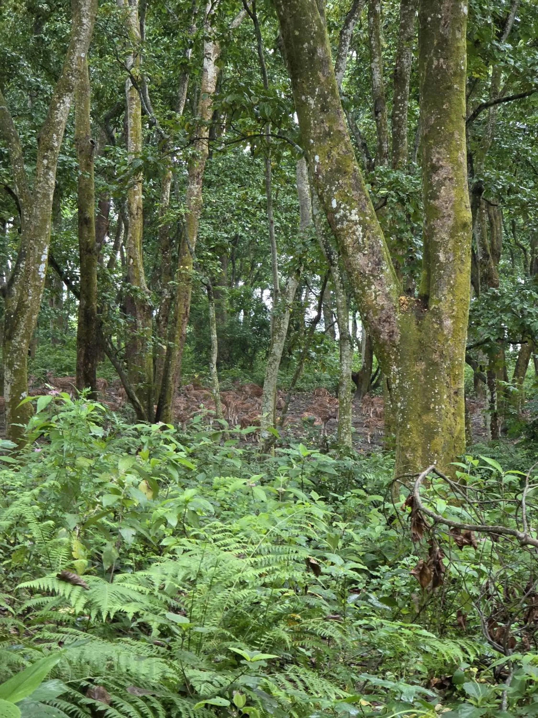 Natural landscape in Siddhartha Wildlife Retreat