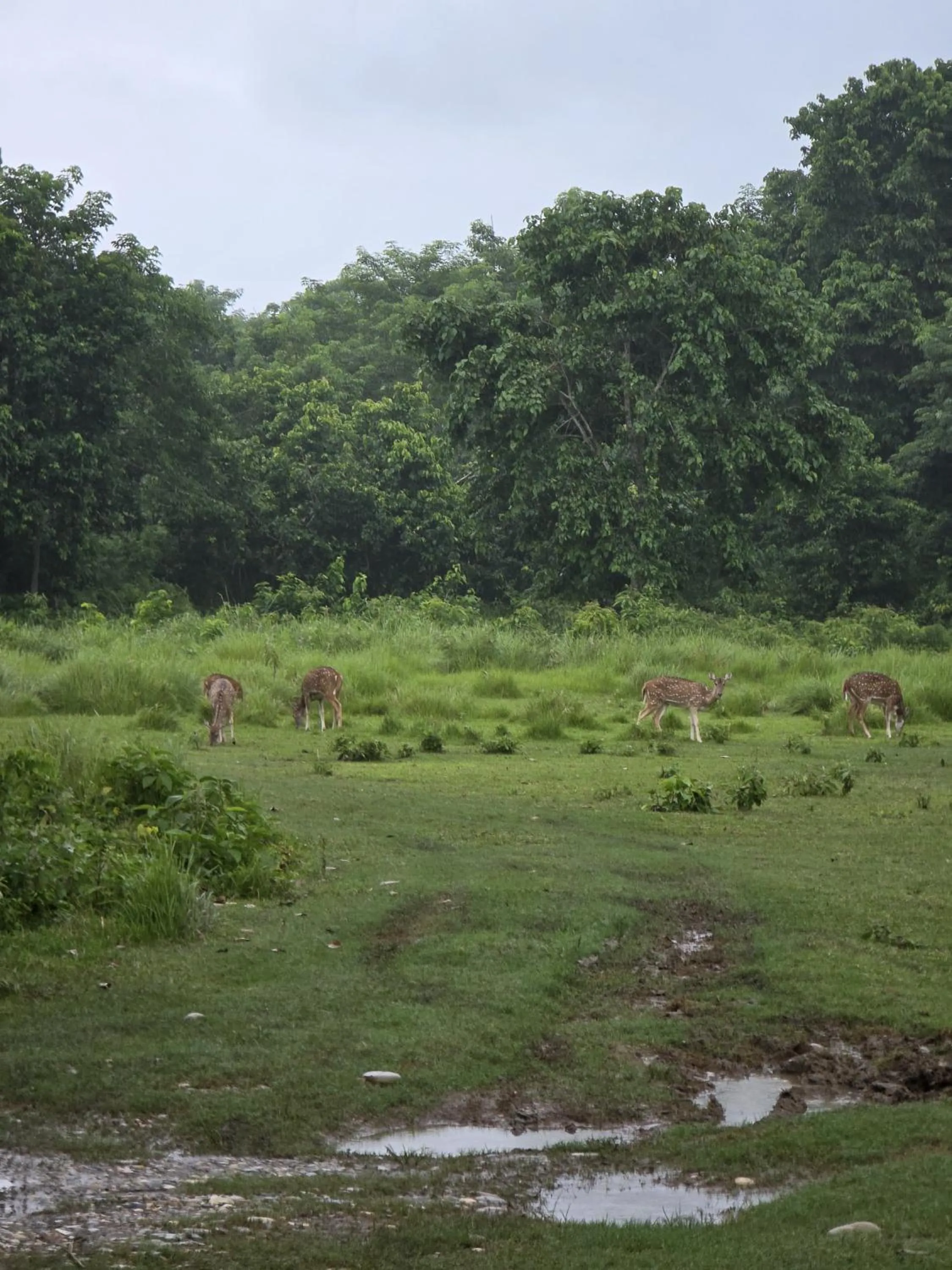 Natural landscape in Siddhartha Wildlife Retreat
