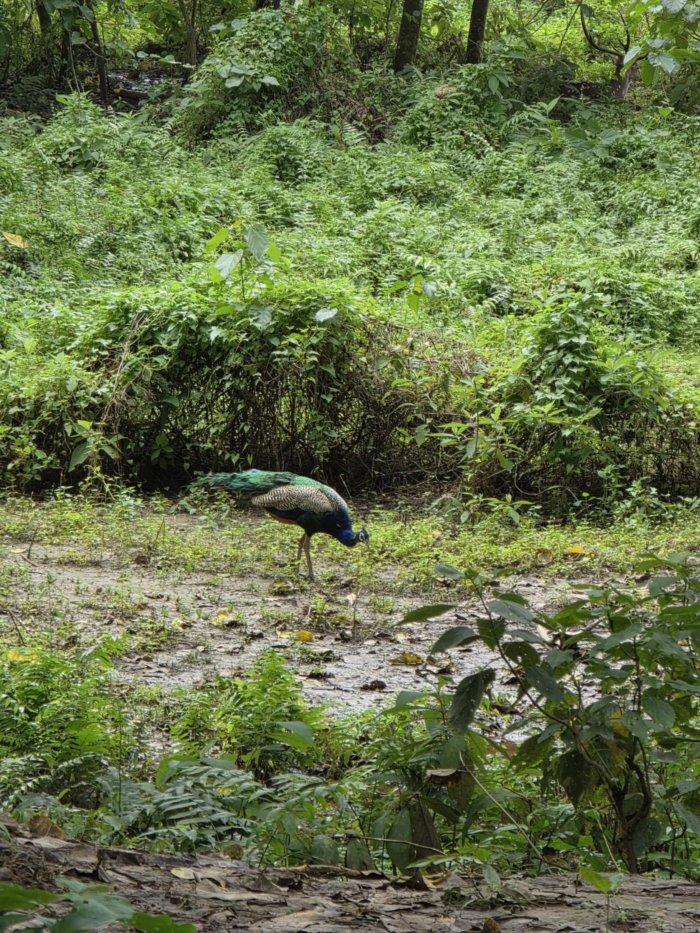 Animals in Siddhartha Wildlife Retreat