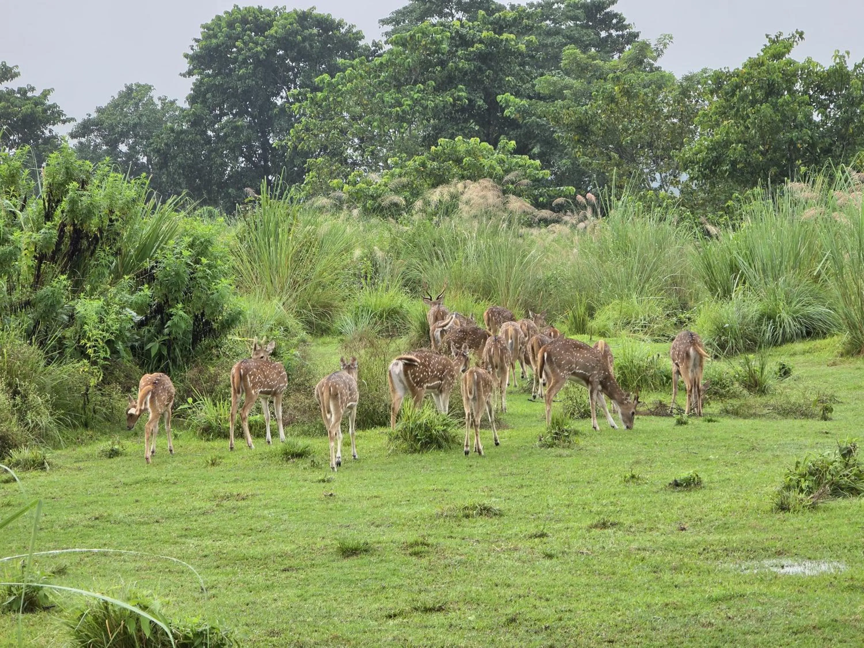 Day in Siddhartha Wildlife Retreat