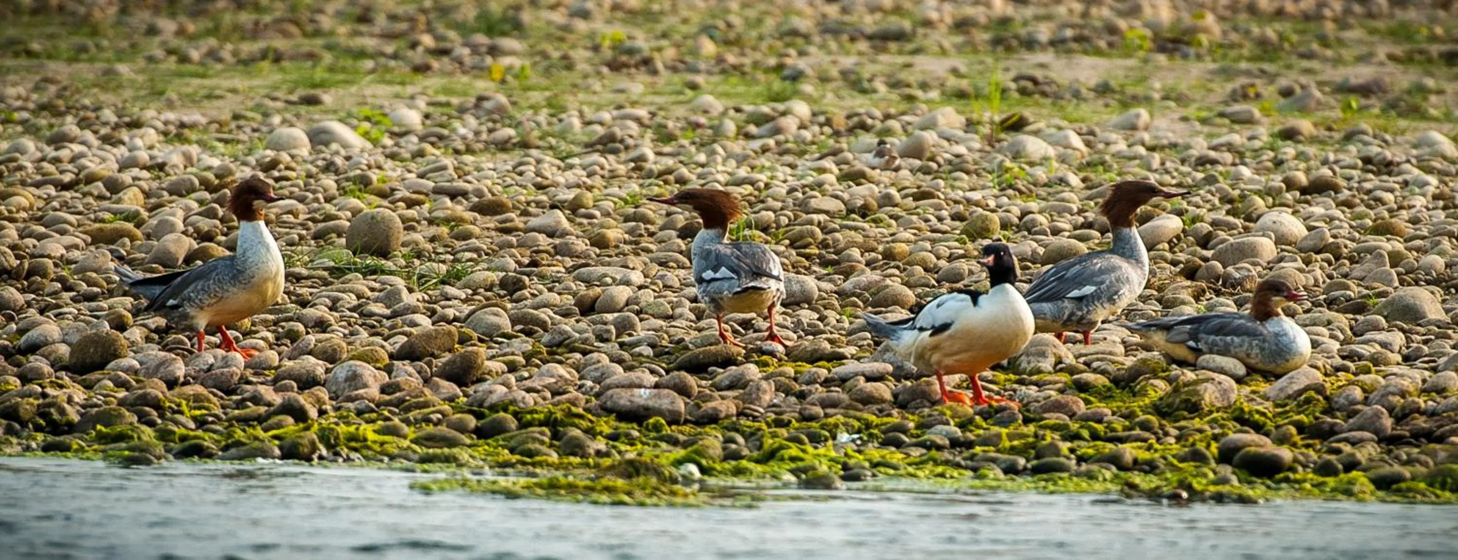 Activities in Siddhartha Wildlife Retreat