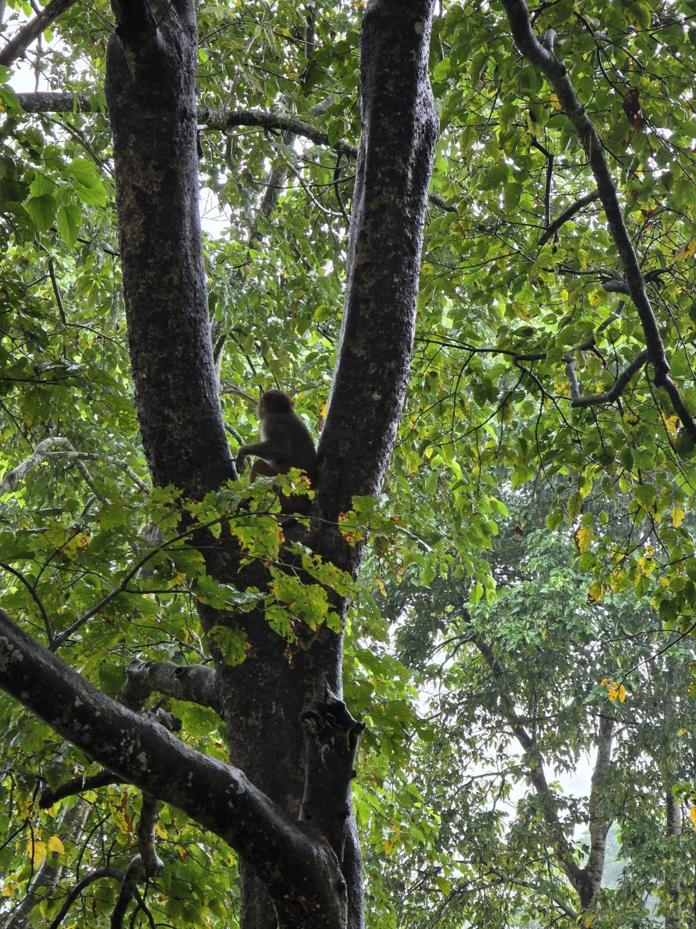 Natural landscape in Siddhartha Wildlife Retreat
