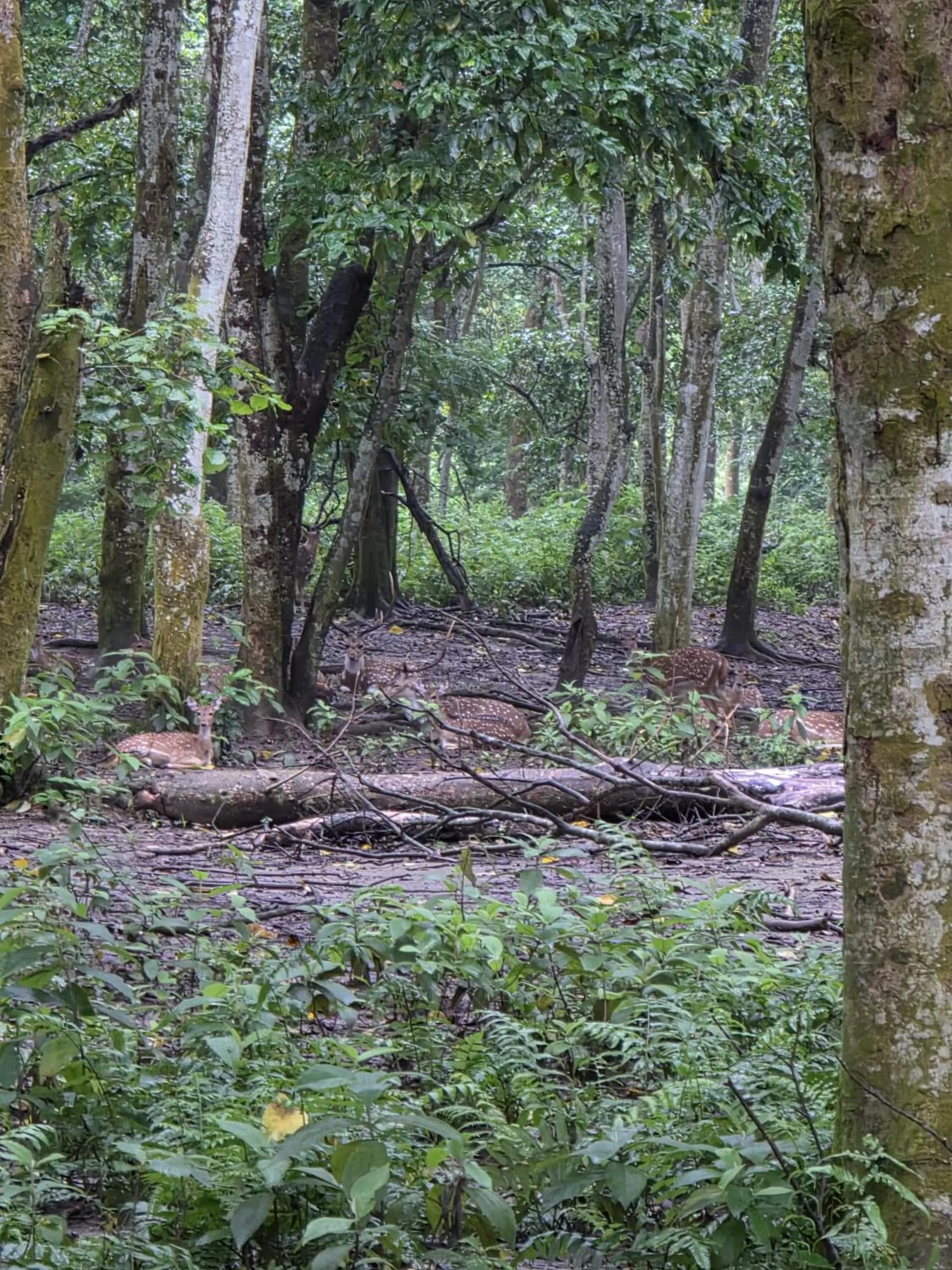 Day in Siddhartha Wildlife Retreat