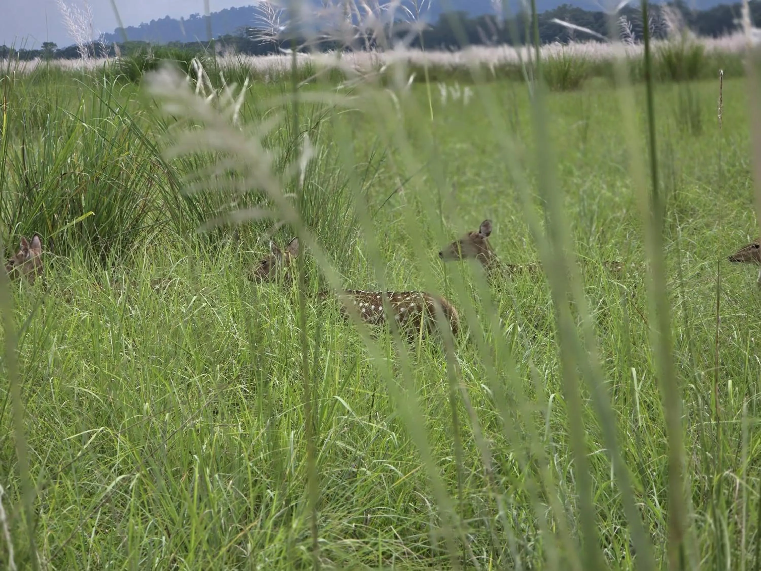 Activities in Siddhartha Wildlife Retreat