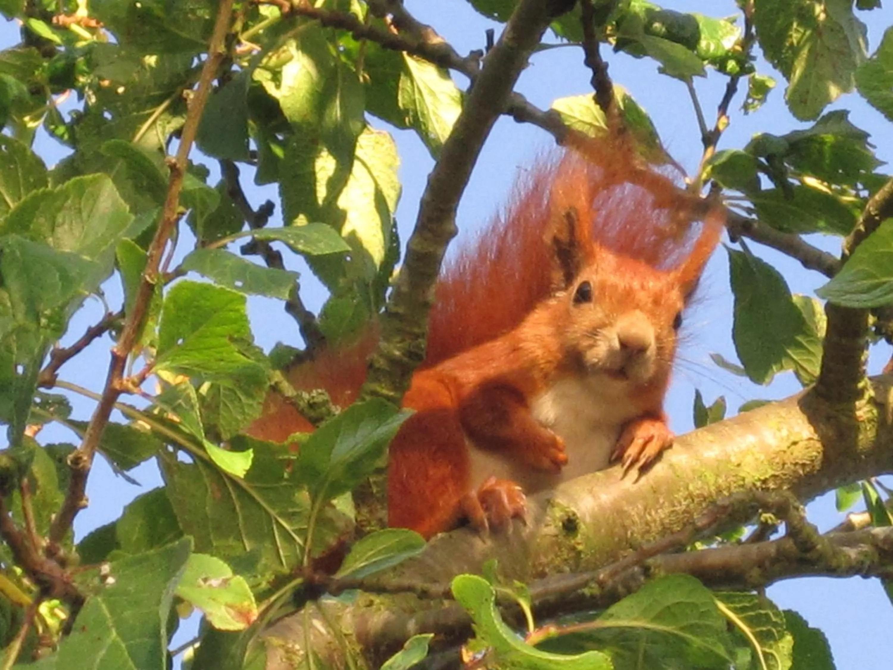 Garden in Piccobello Bed & Breakfast Valløby Køge