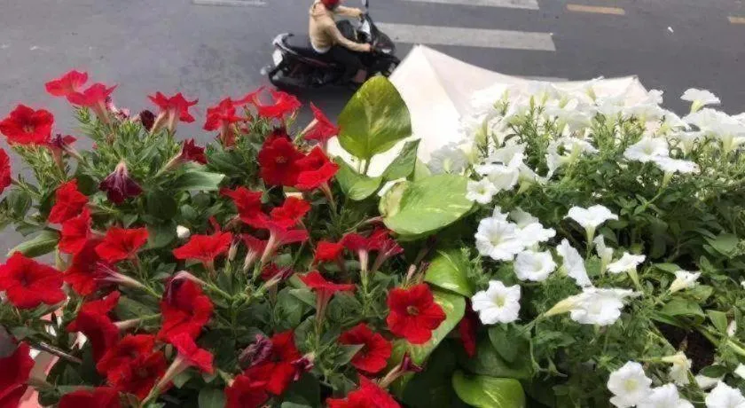 Son Tung Hotel - De Tham Street